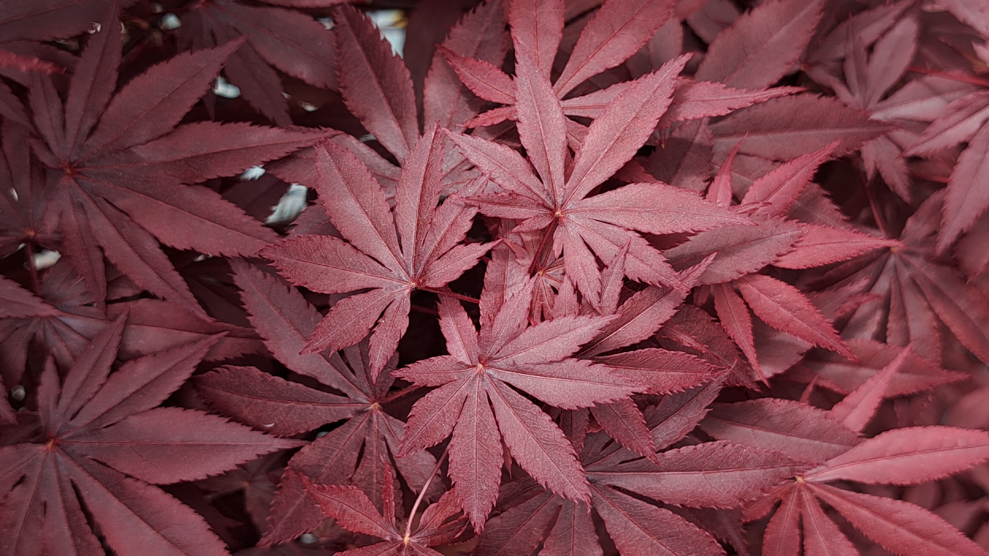 Japanese Maple leaves photographed in deep reddish-purple display