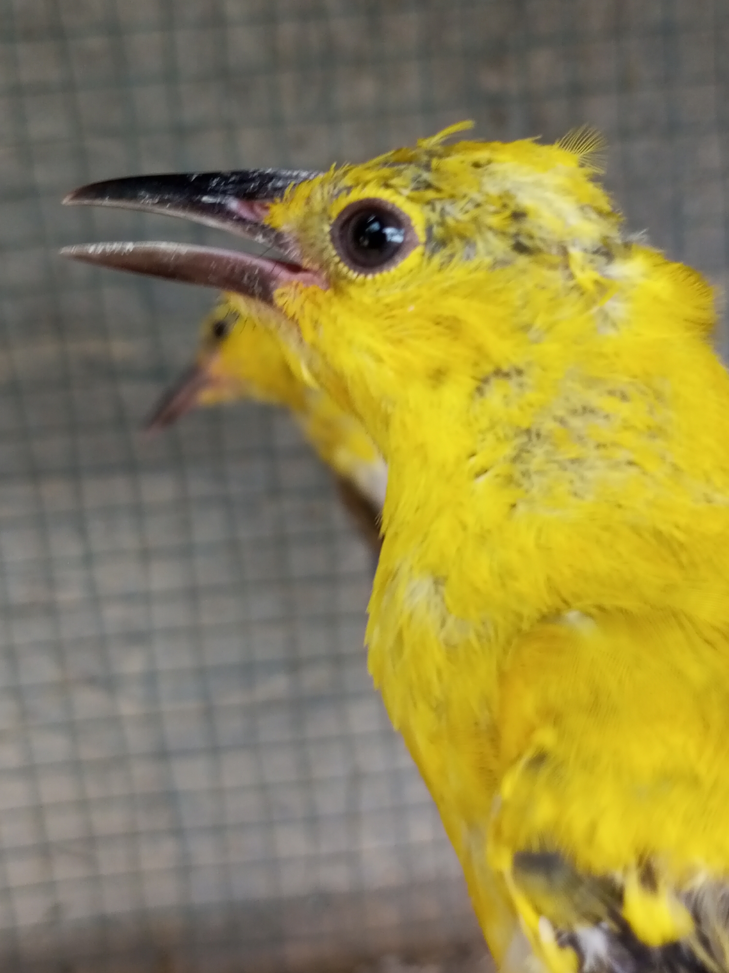 Caged birds and aquarium plants documented in Tanjongnie, Indonesia