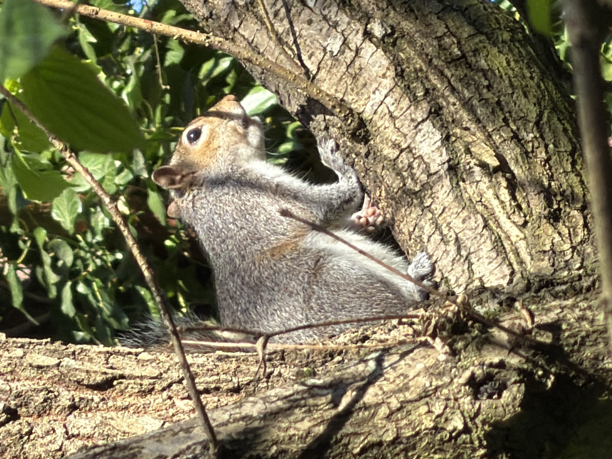 Grey squirrel spotted on tree branch in Maidstone park