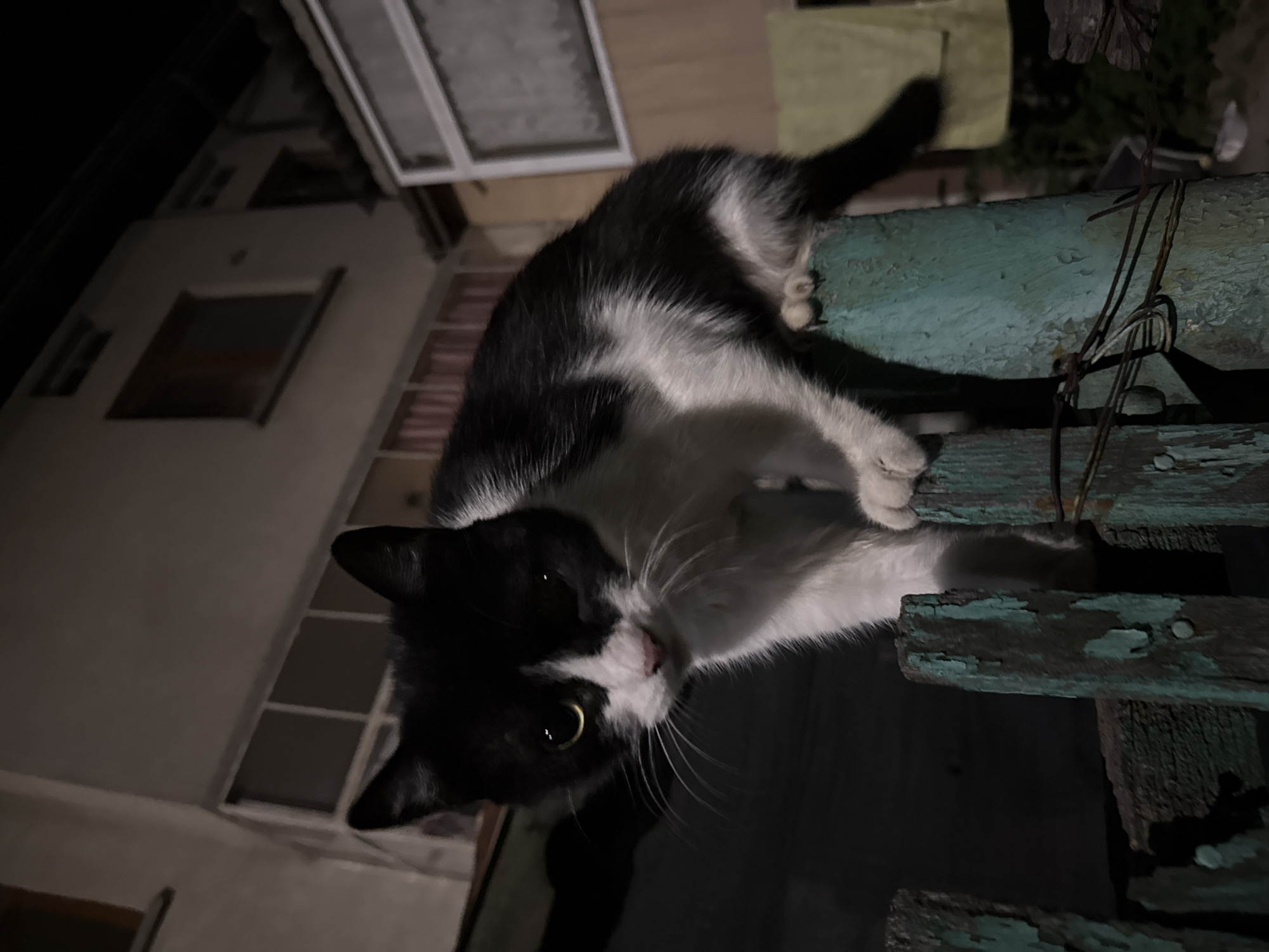 Black and white cat on a teal fence in Tsarevo at night