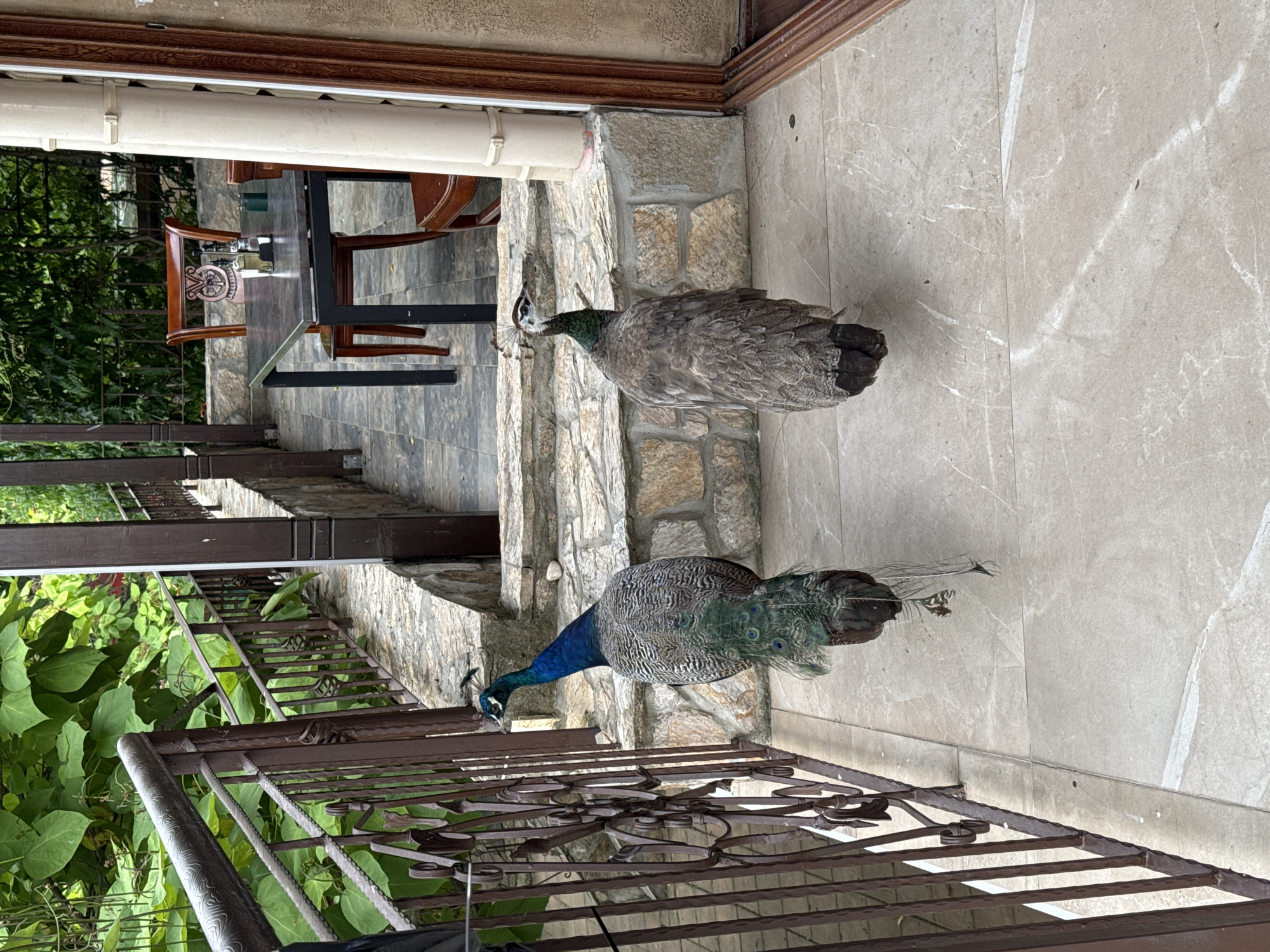Peacocks roam a Bulgarian guesthouse on a sunny afternoon