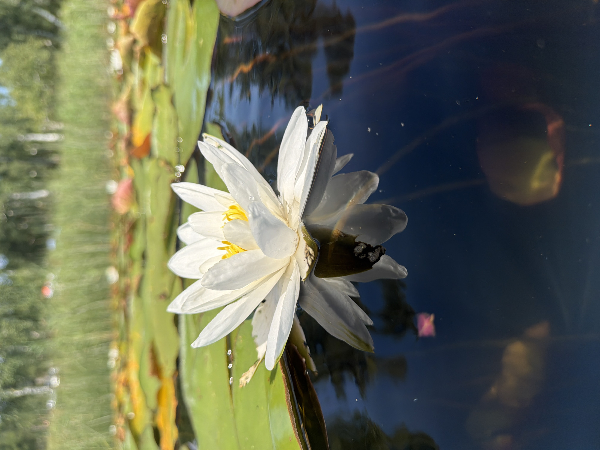 White water lilies, up close and personal from the lake