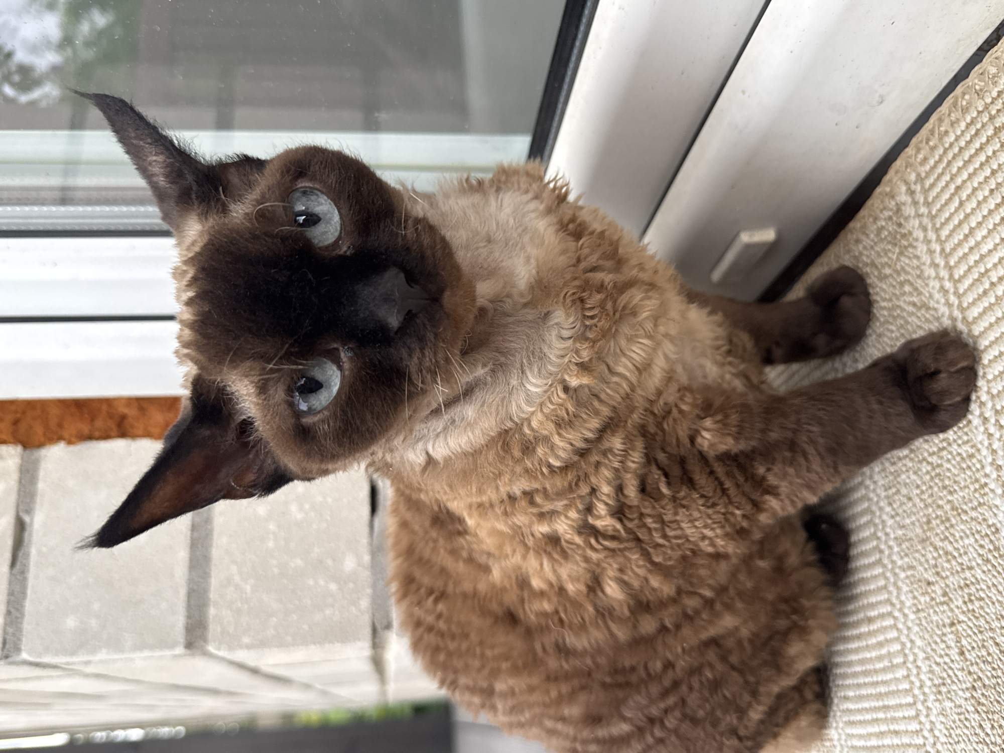 Curly-furred Devon Rex cat at home in Carnikava, Latvia