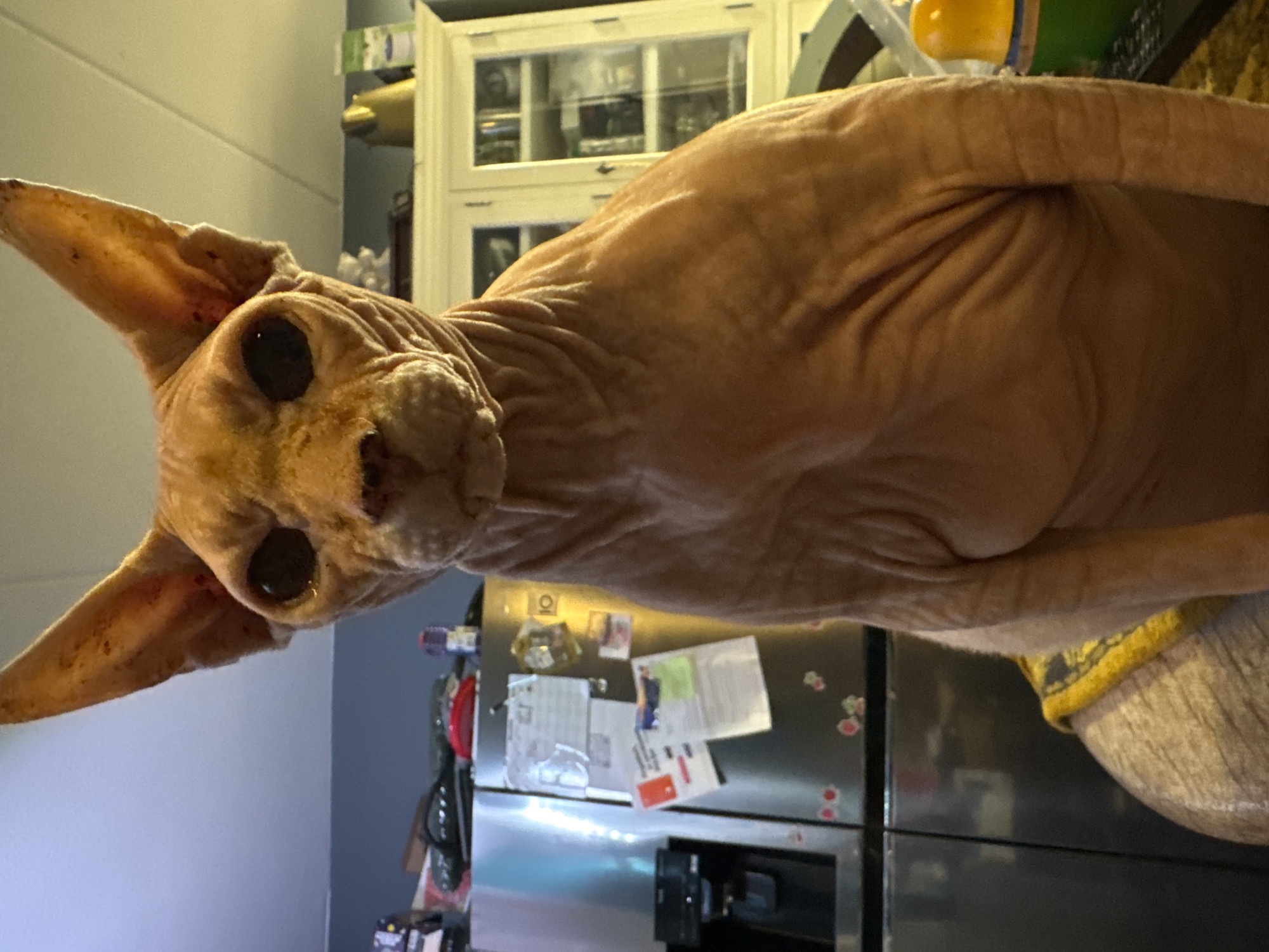 Evening cat sanctuary moments in Hallum home