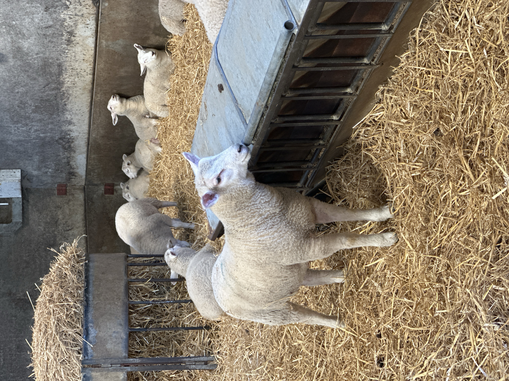 Lambs spotted in barn enclosure near Tunbridge Wells