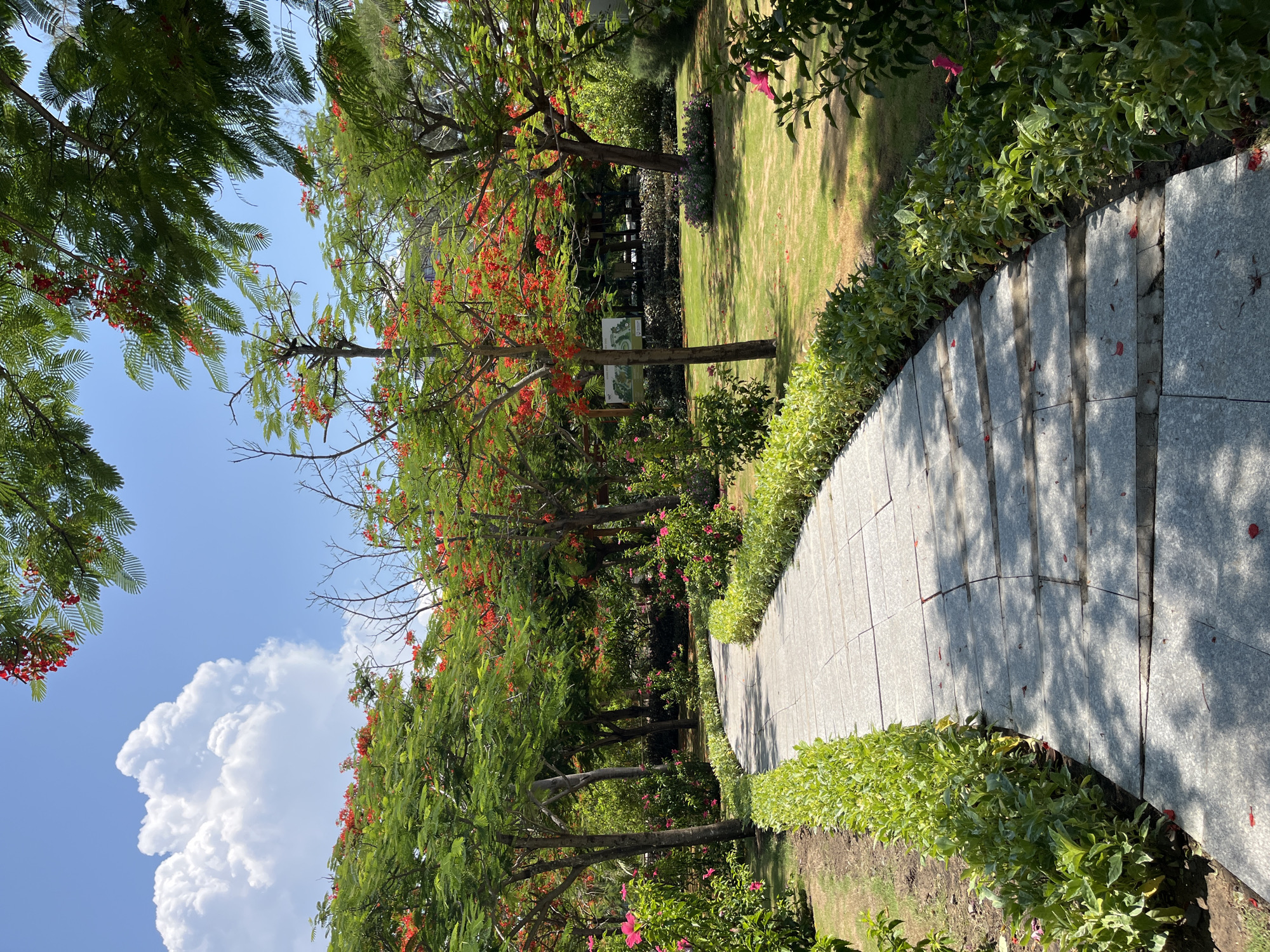 Park stroll through blooming flamboyant trees in Dong Ninh Hoa Ward