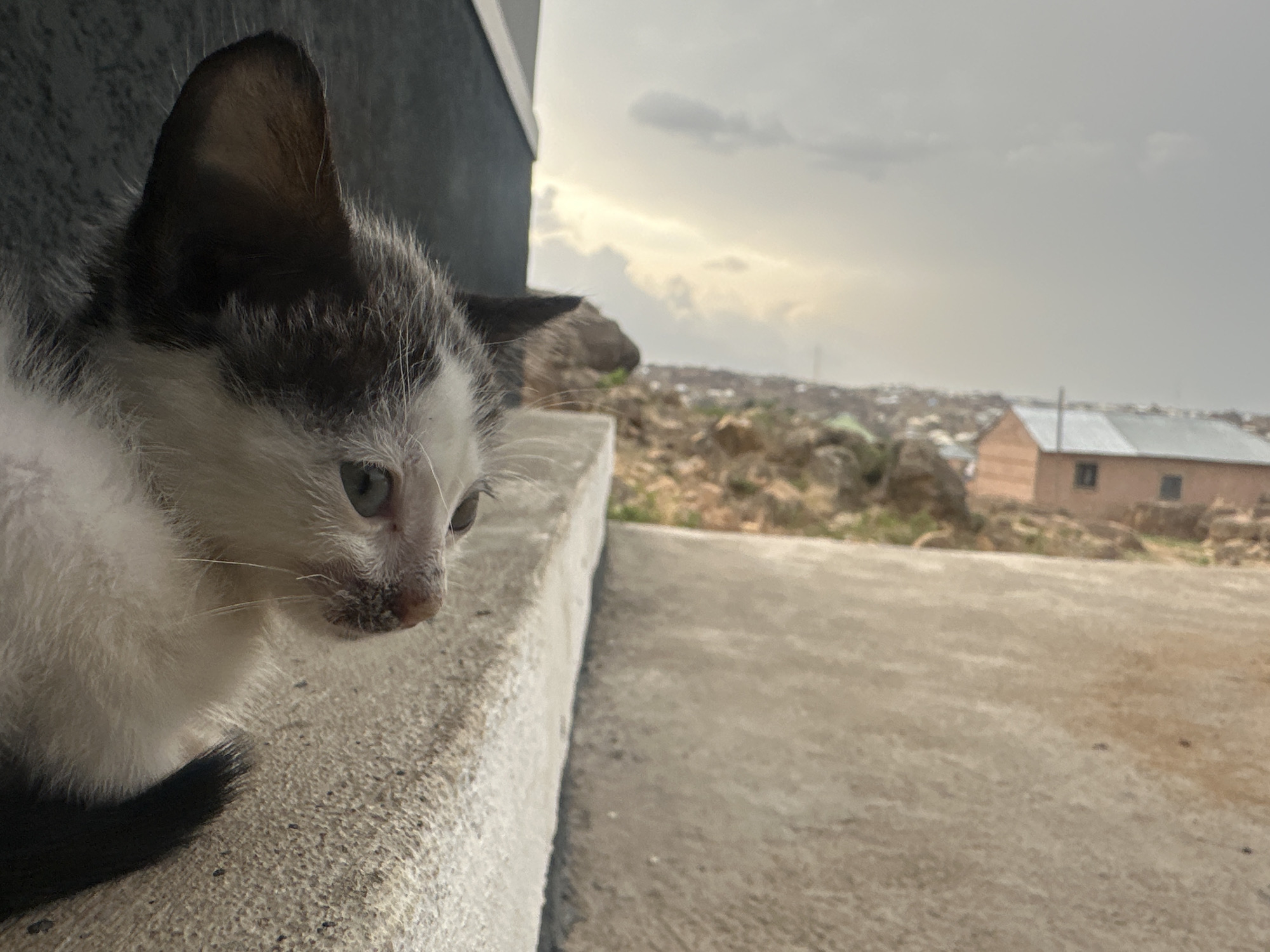 Kitten spotted on concrete ledge in Jos, Nigeria