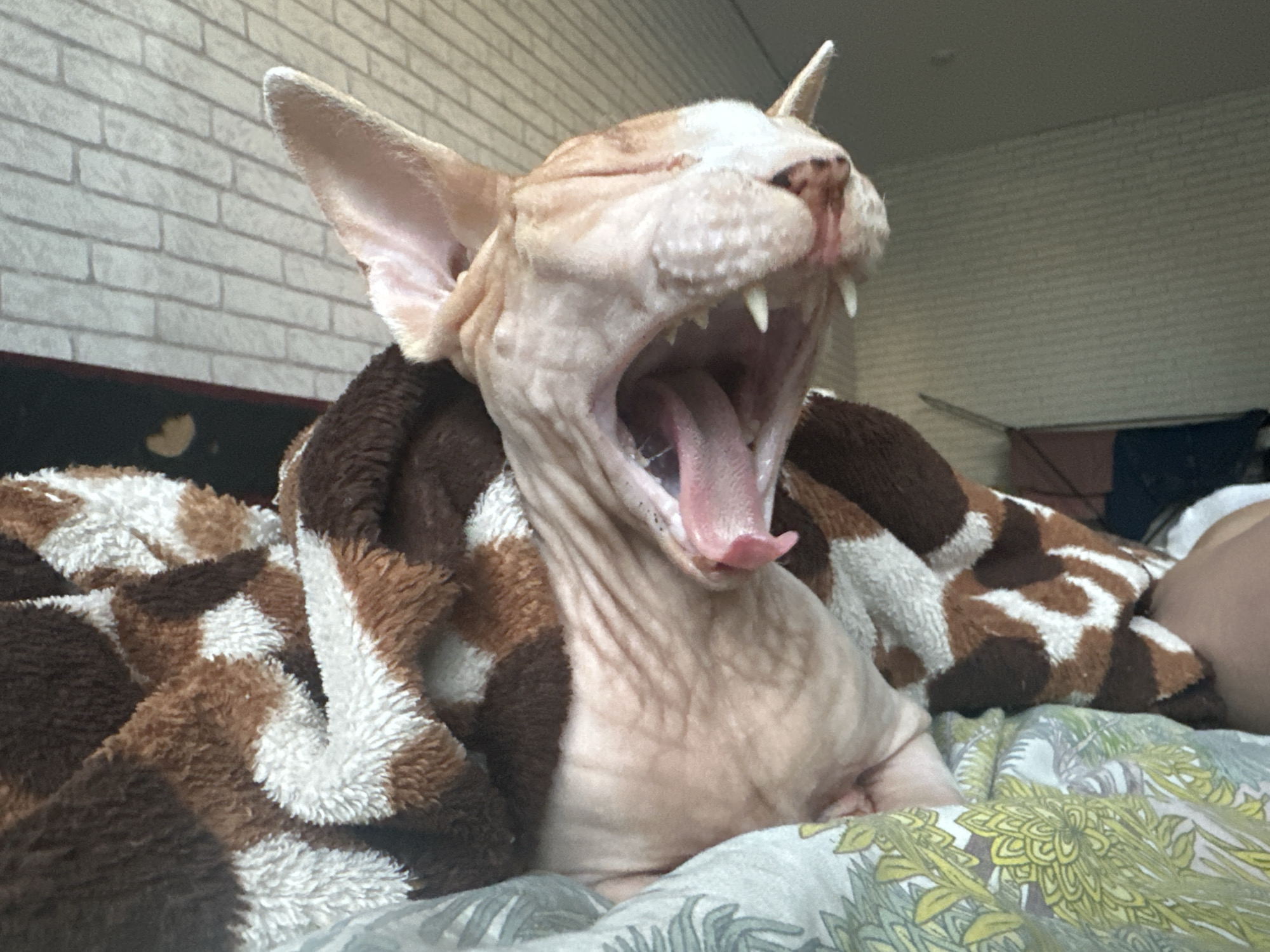 Lazy afternoon at home with a Sphynx cat, books, and art