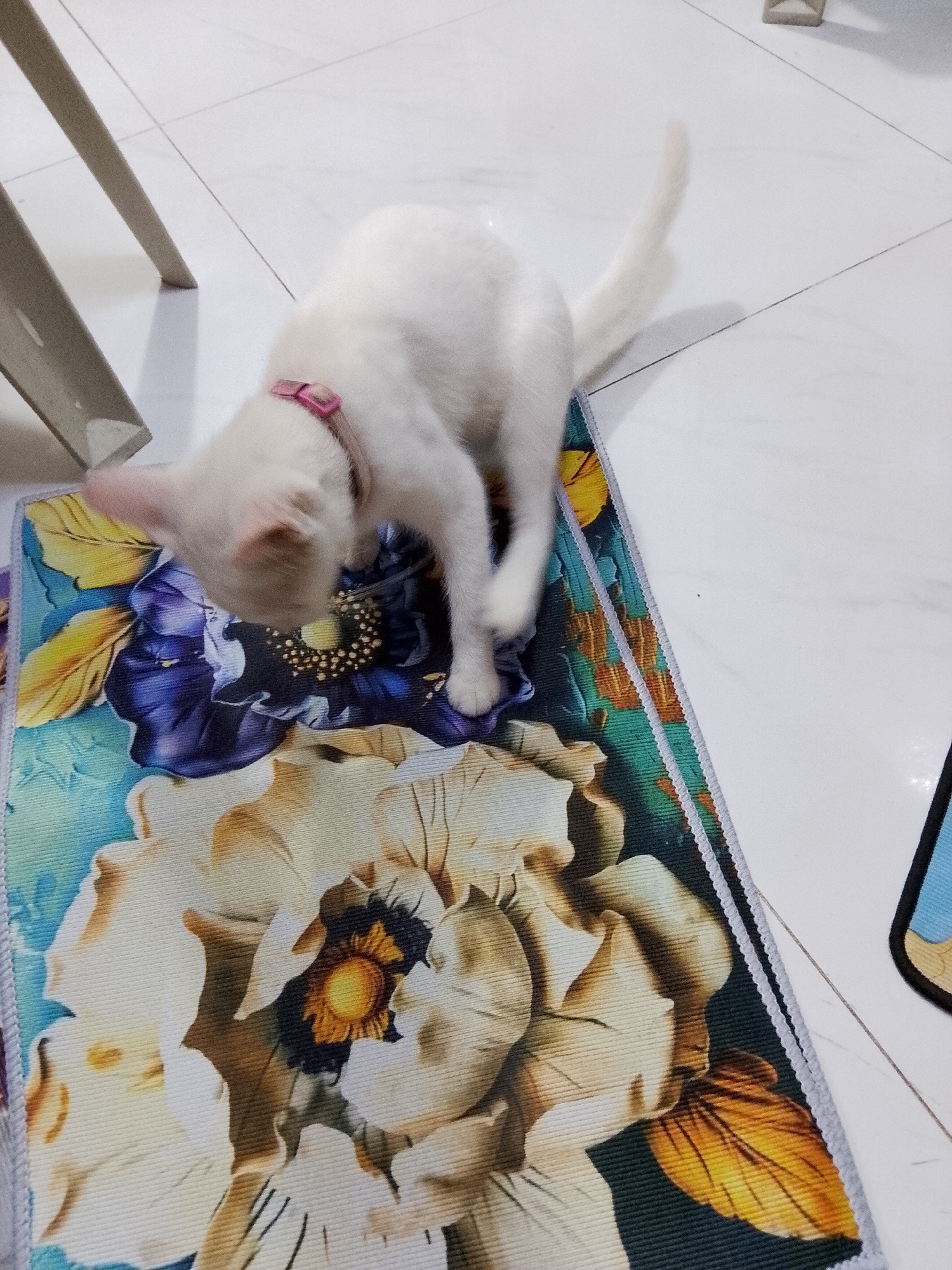 Domestic life documented in Davao City home with pets