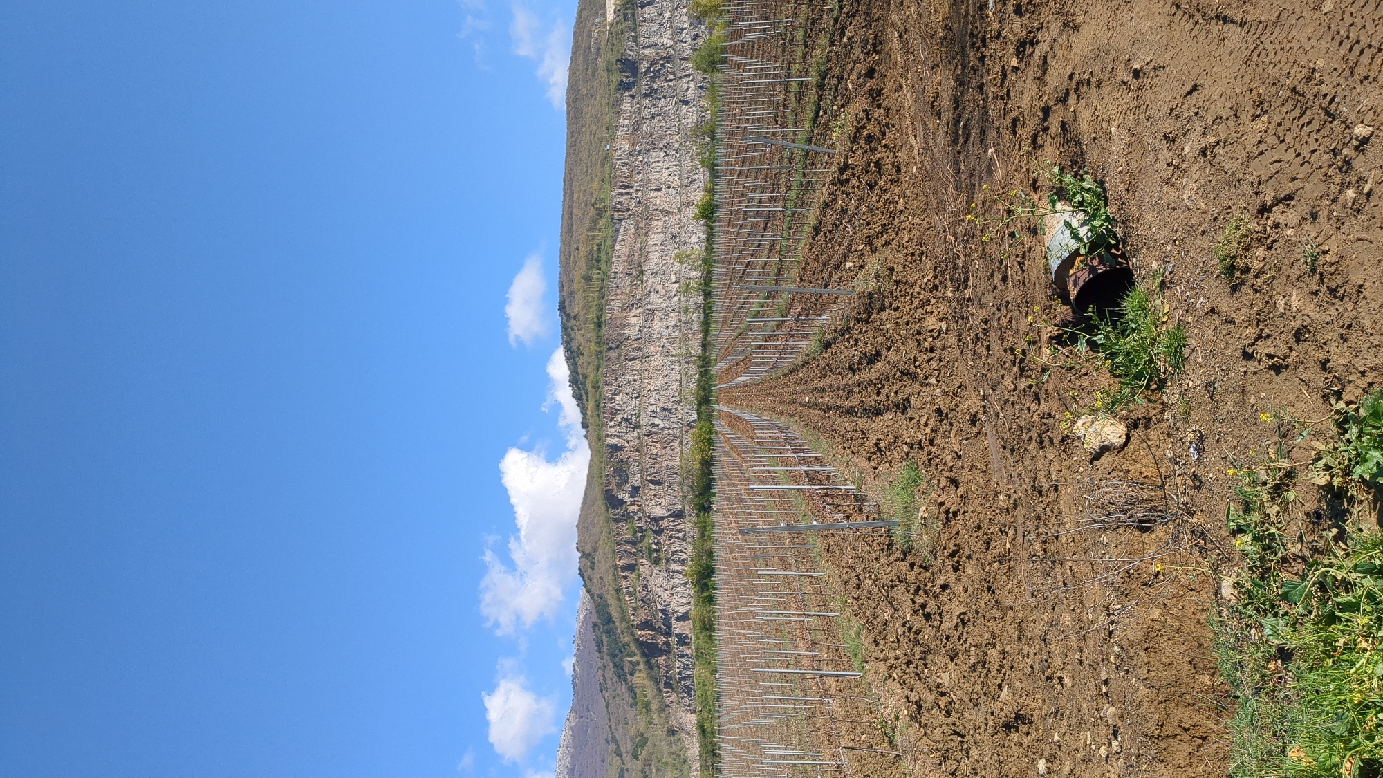 Ukrainian vineyard documented in early morning agricultural observation