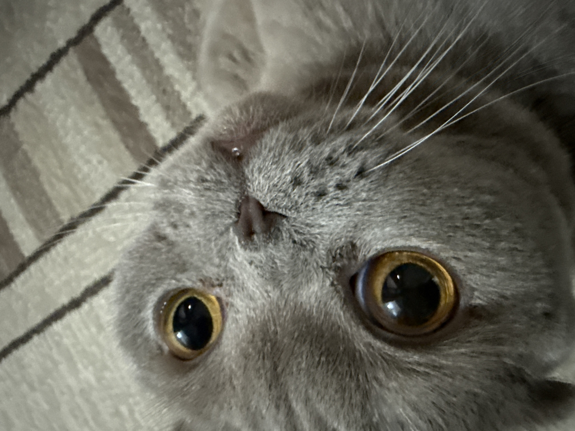 Scottish Fold cat documented in extended photo session, Strășeni