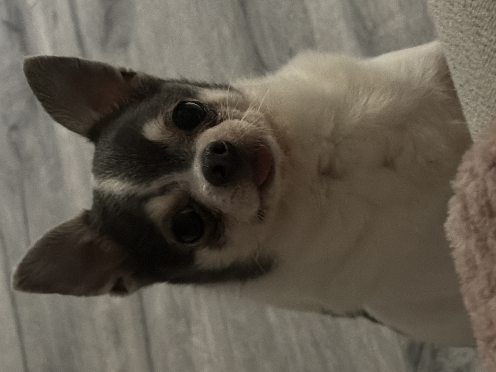 Chihuahua at home, caught from a few angles