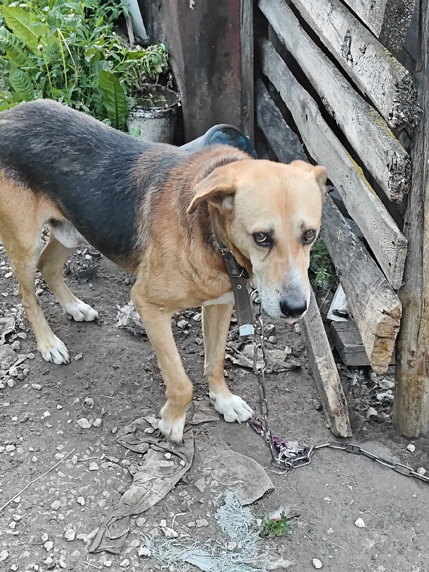 Pets, flowers, and rural scenes at a Russian dacha