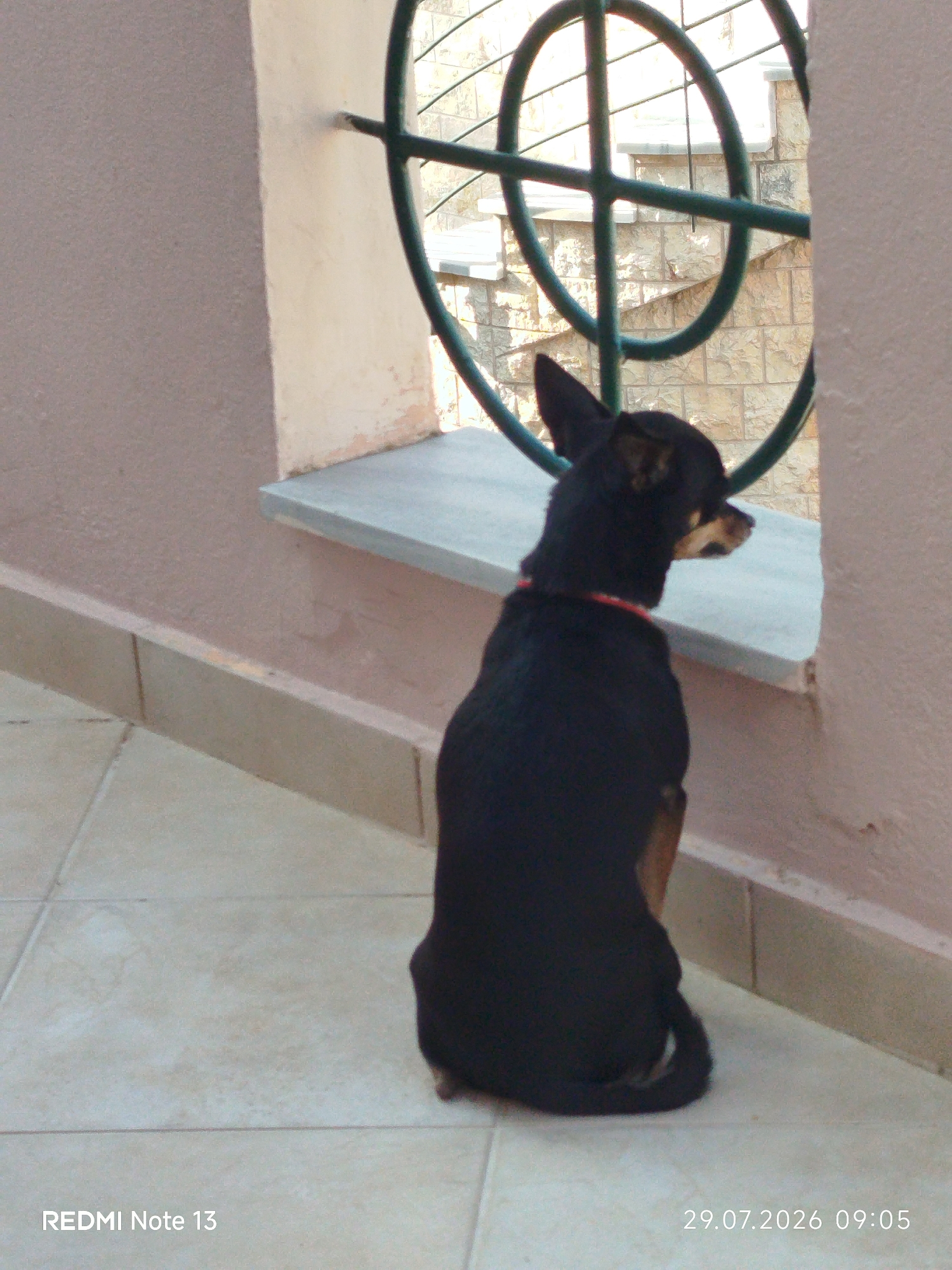 Dog watches the neighborhood from a tiled patio in Sithonia