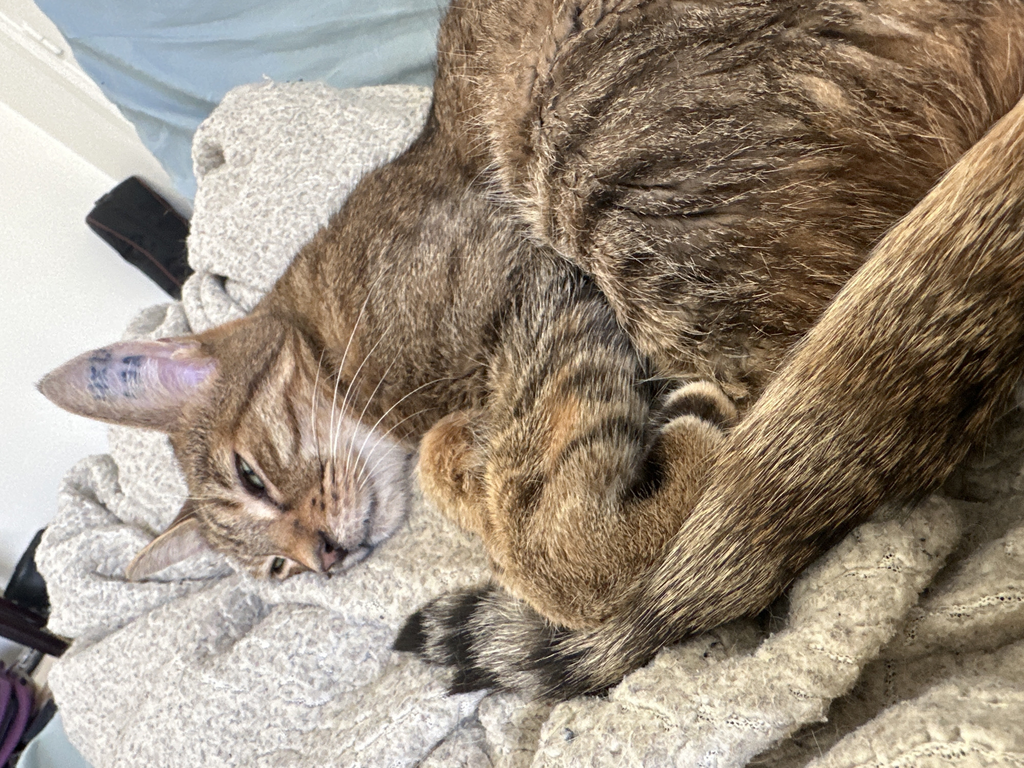 Cat naps and rooftop views from a Paris apartment