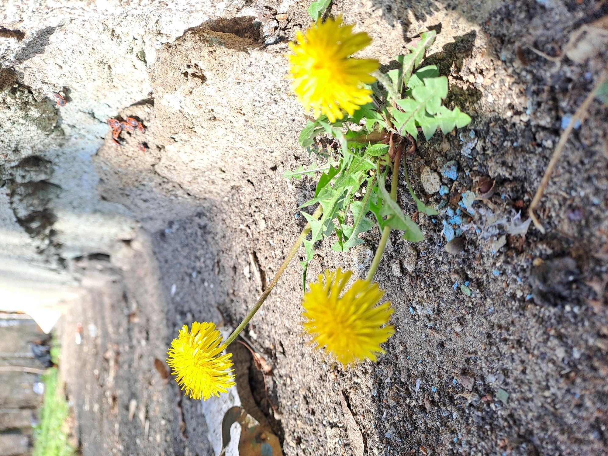 Dandelions bloom through concrete cracks in Russian settlement