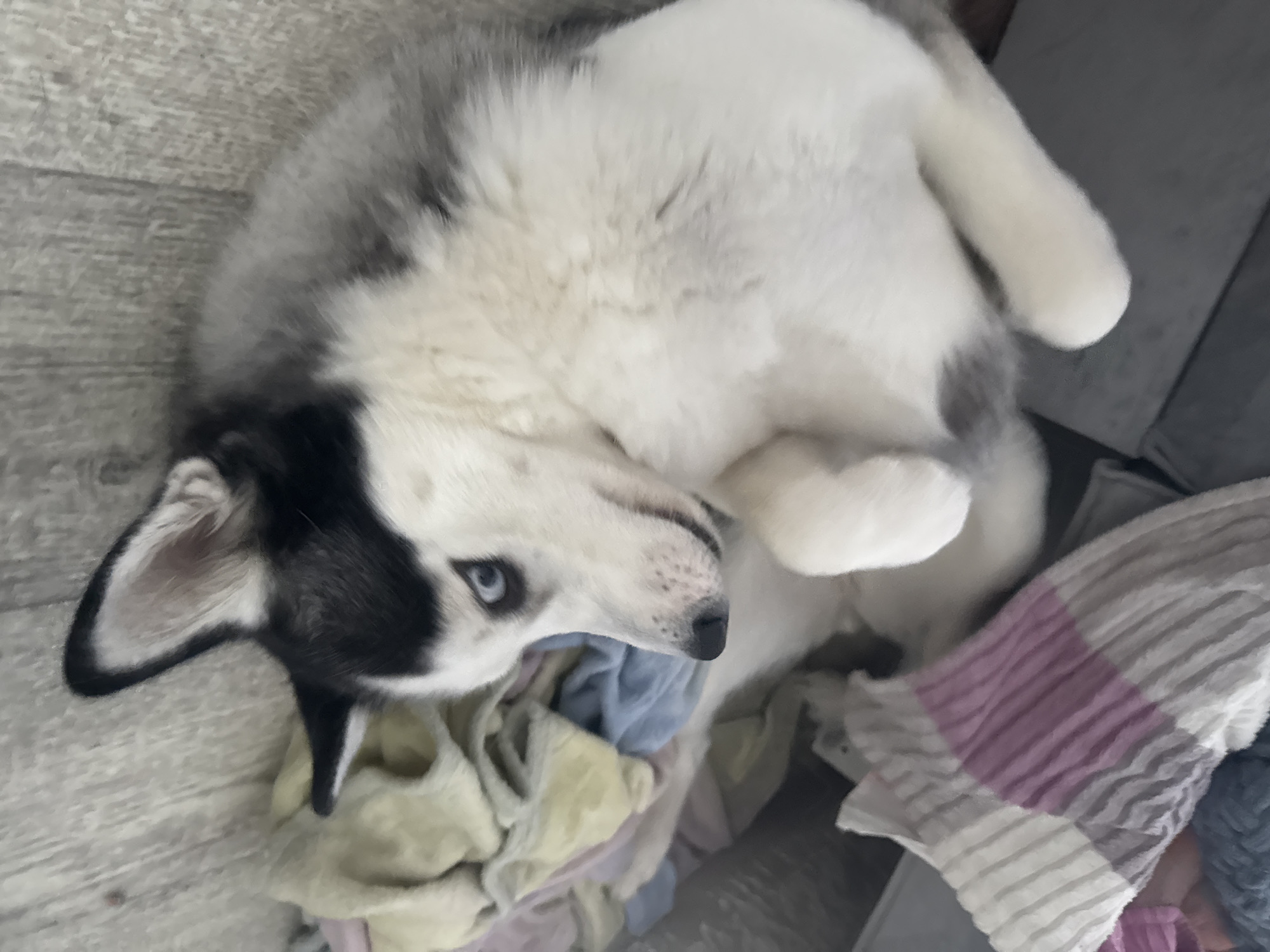 Husky dog captured in playful indoor moments