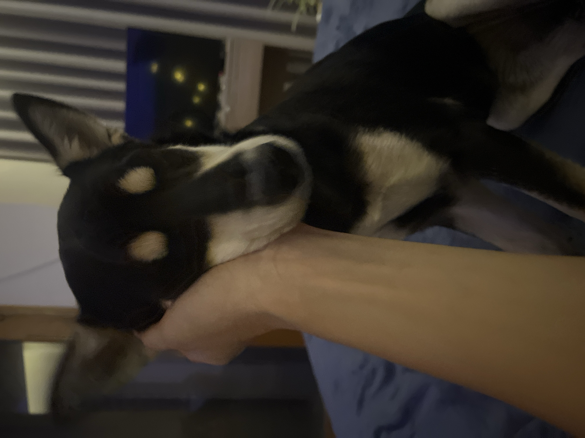 Pets and downtime in Đà Nẵng