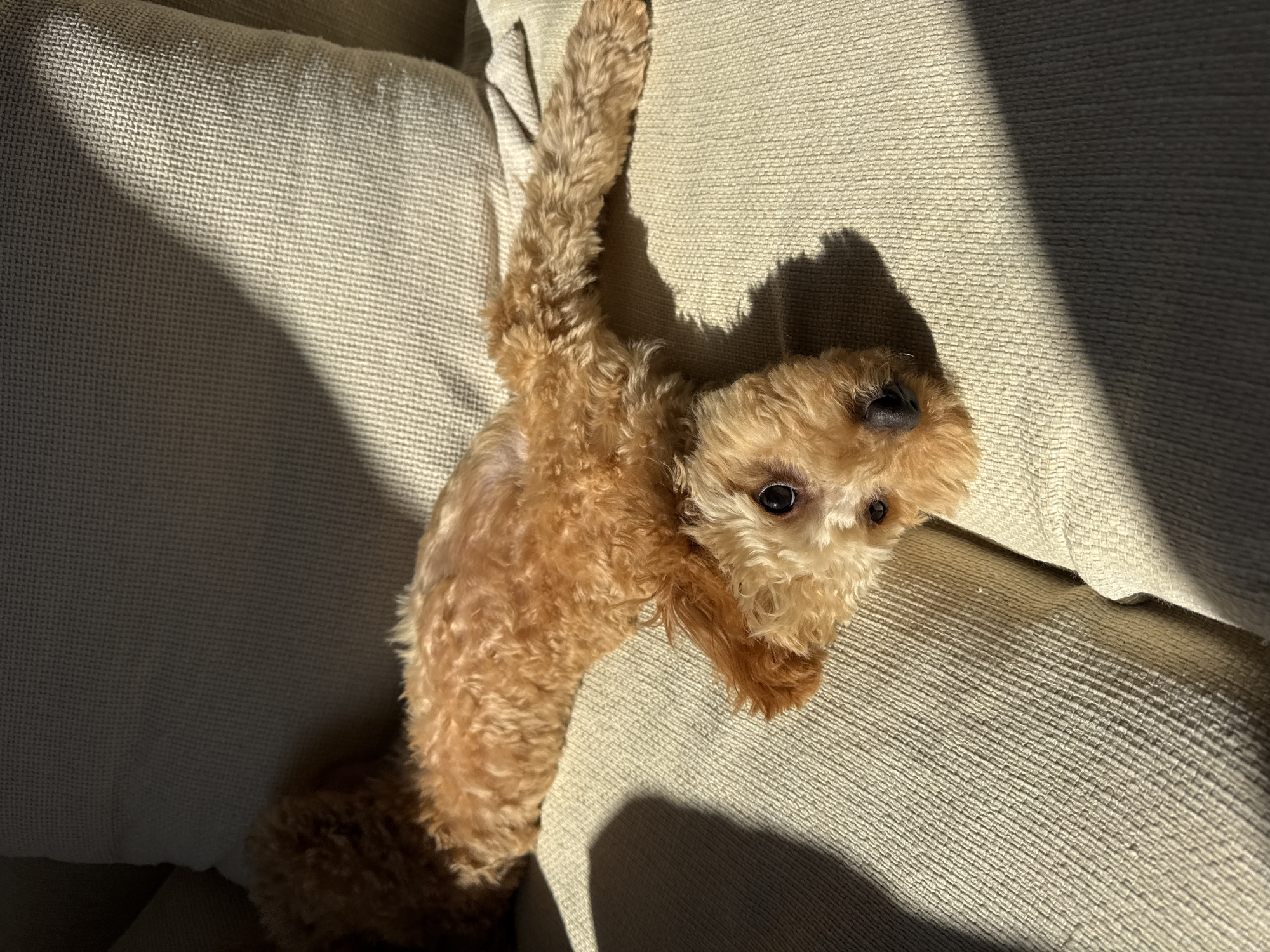 Poodle enjoys morning sunlight on couch in Blagoevgrad