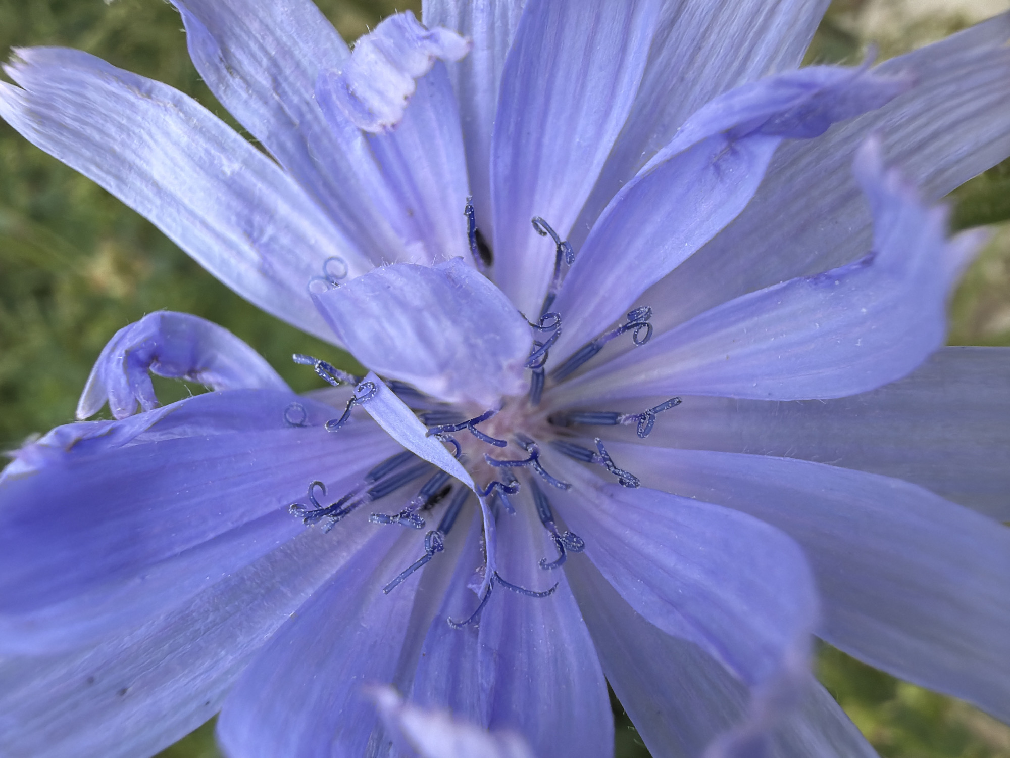 A quiet morning at home in Chaikovsky — flowers, pets, and a toddler