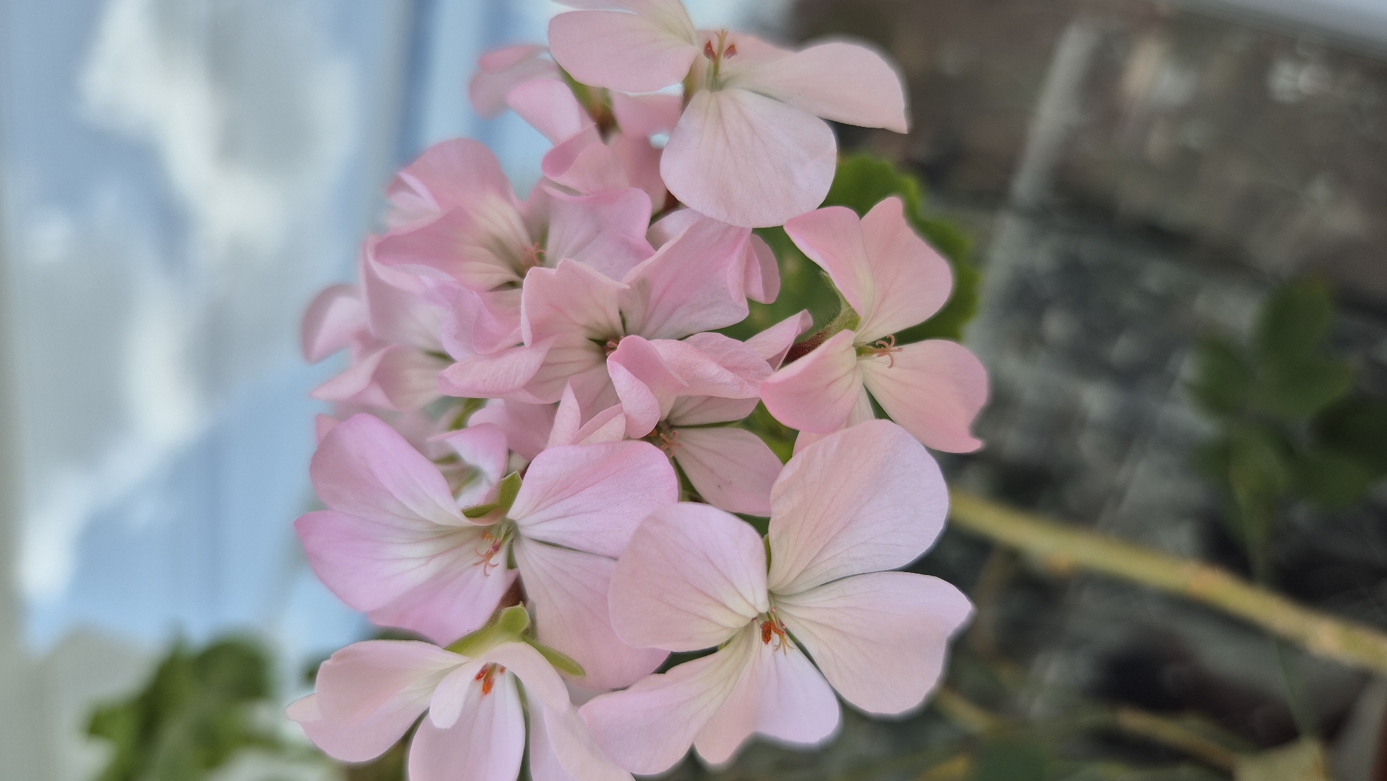 Midday slice of life in Lovech — flowers, streets, and a horse cart