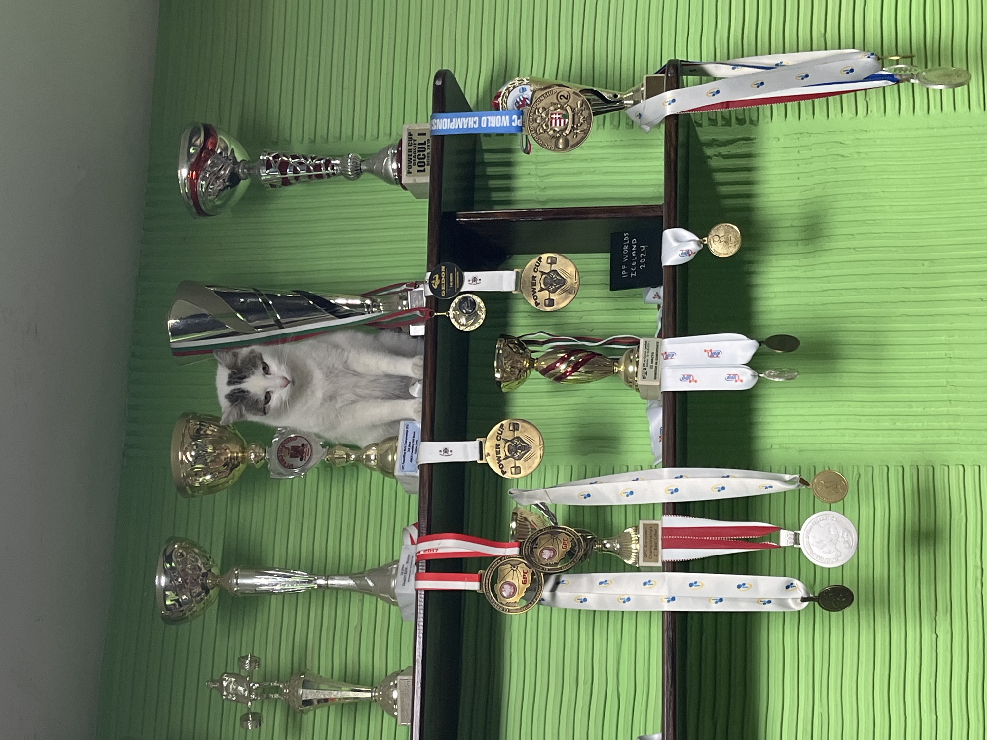 Cat found among trophies at Kardzhali gym facility