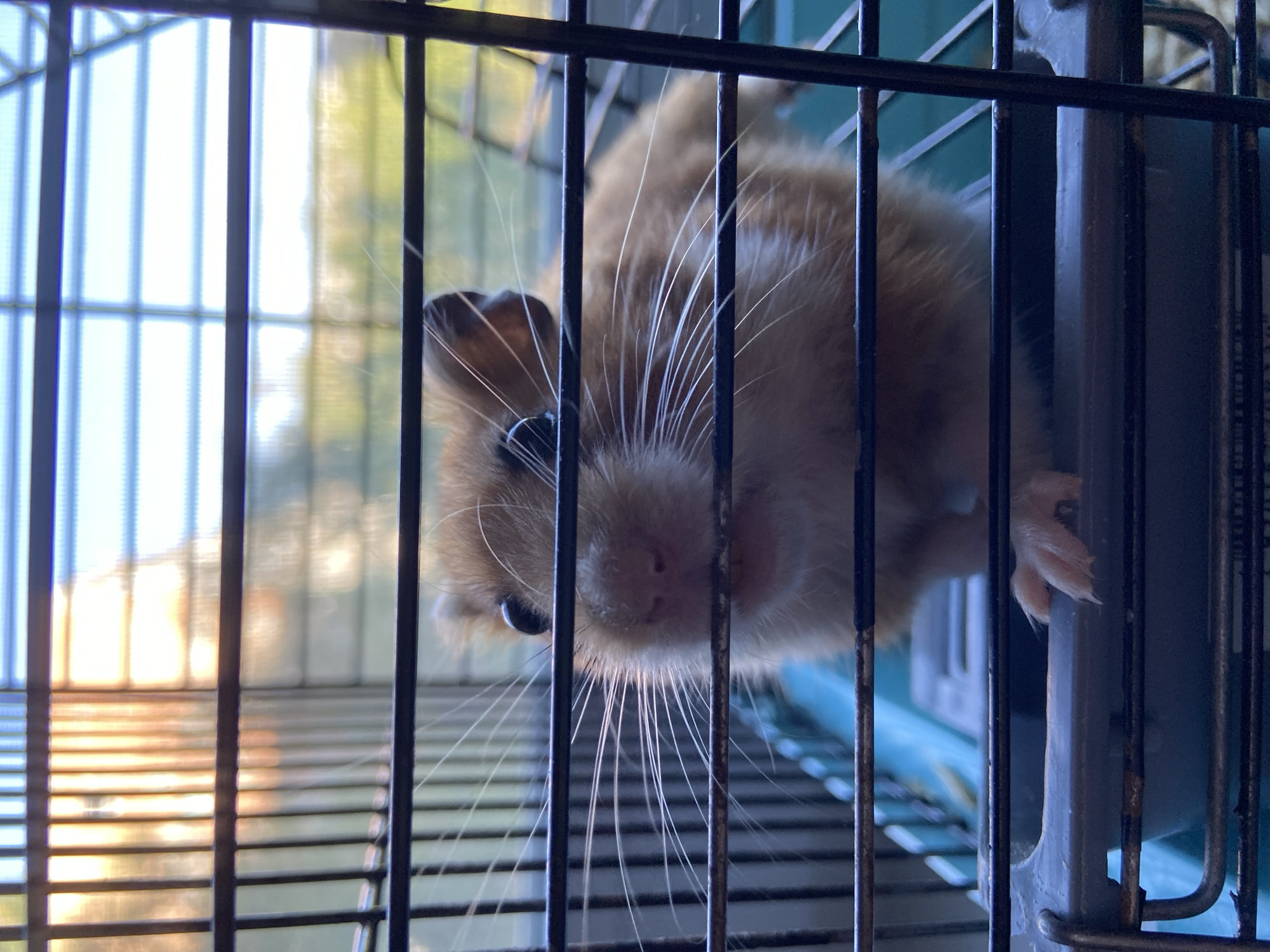 Syrian hamster up close, looking straight through cage bars
