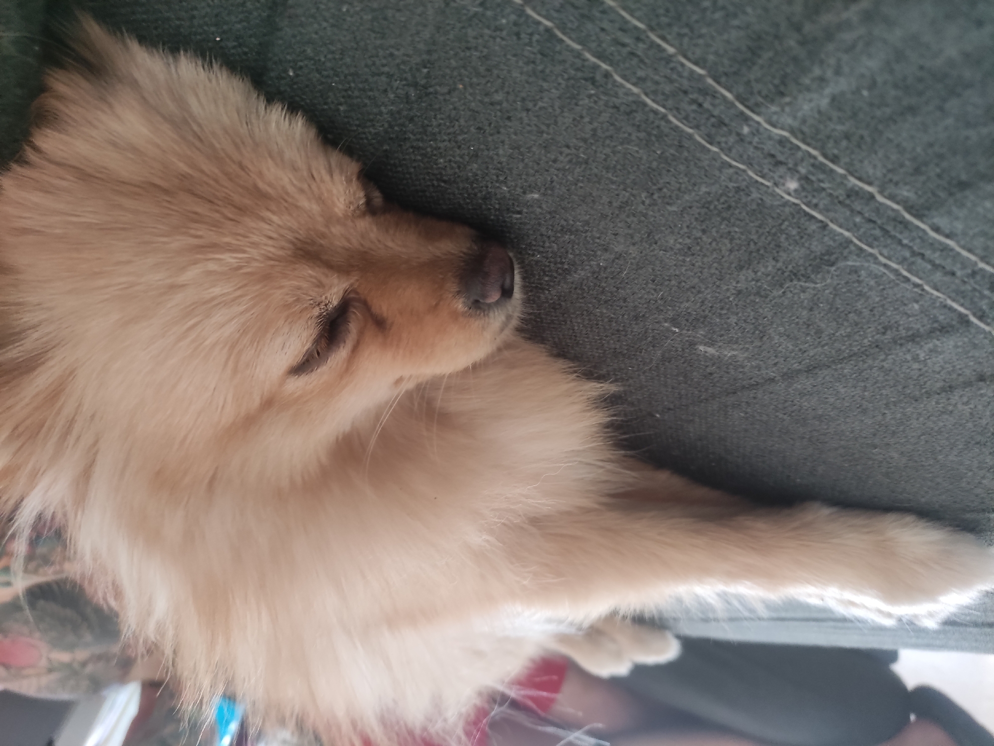 Small dog naps on couch in Sabadell