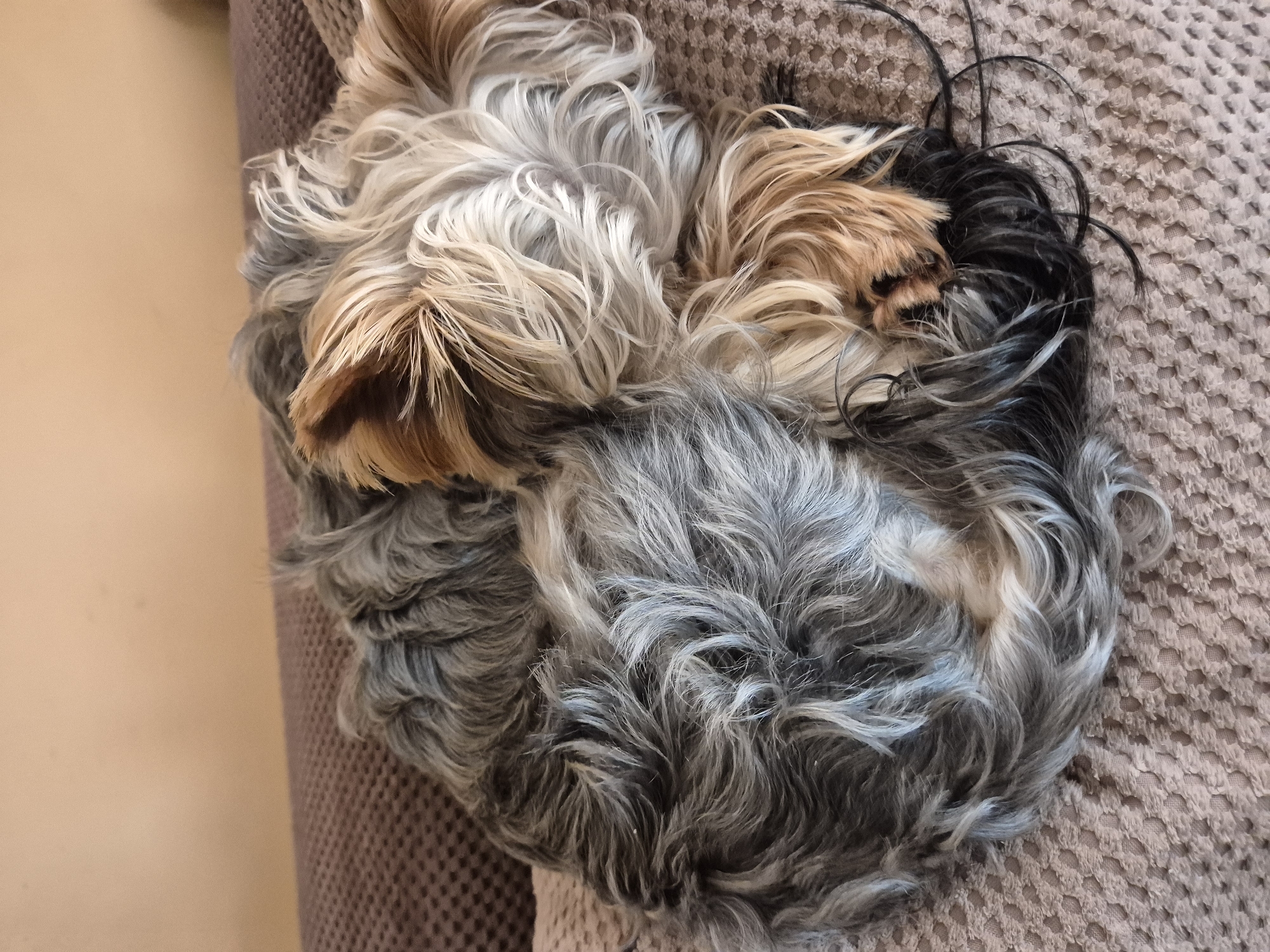 Yorkshire Terrier caught napping on sofa in Bulgaria