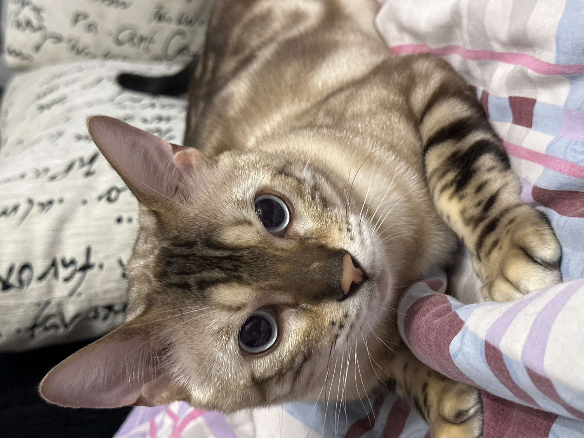 Blue-eyed Bengal cat relaxing on a striped blanket in Russia