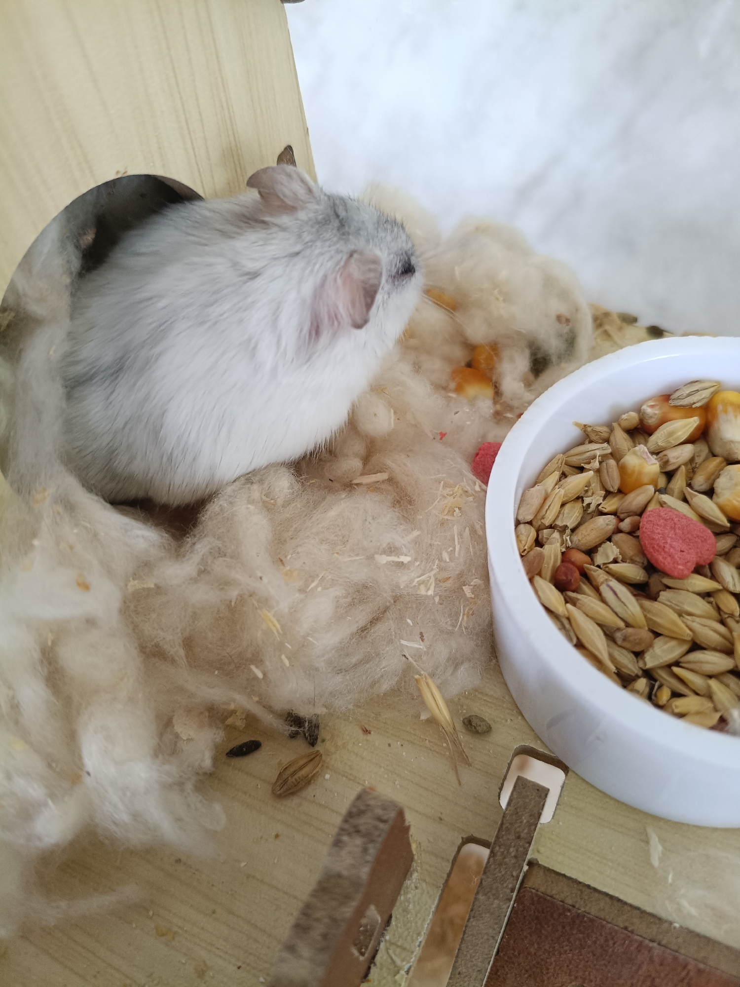 Hamster and homemade snacks on a quiet morning in Martuni