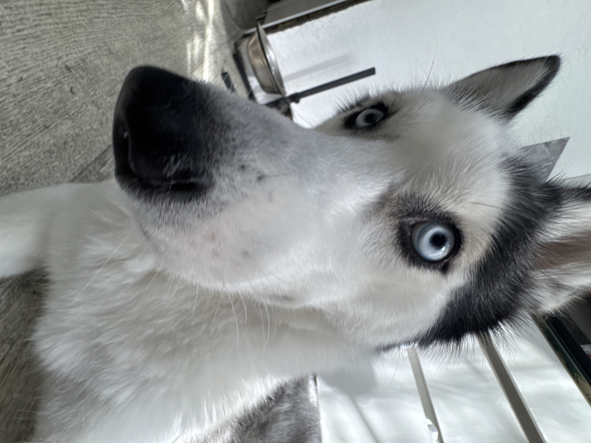 Domestic moments with blue-eyed husky captured over 10 minutes