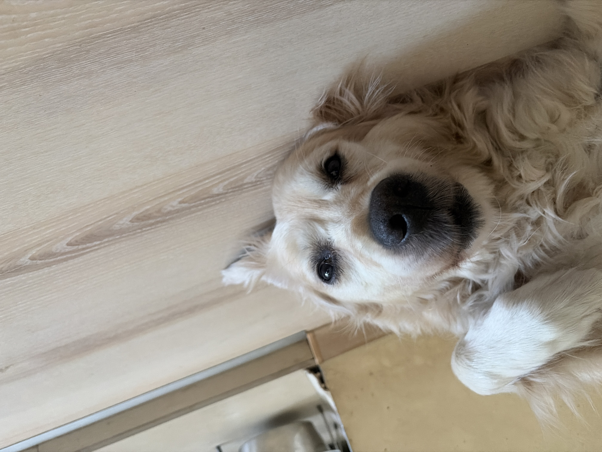 Golden retriever fully relaxed on a wooden floor in Bulgaria