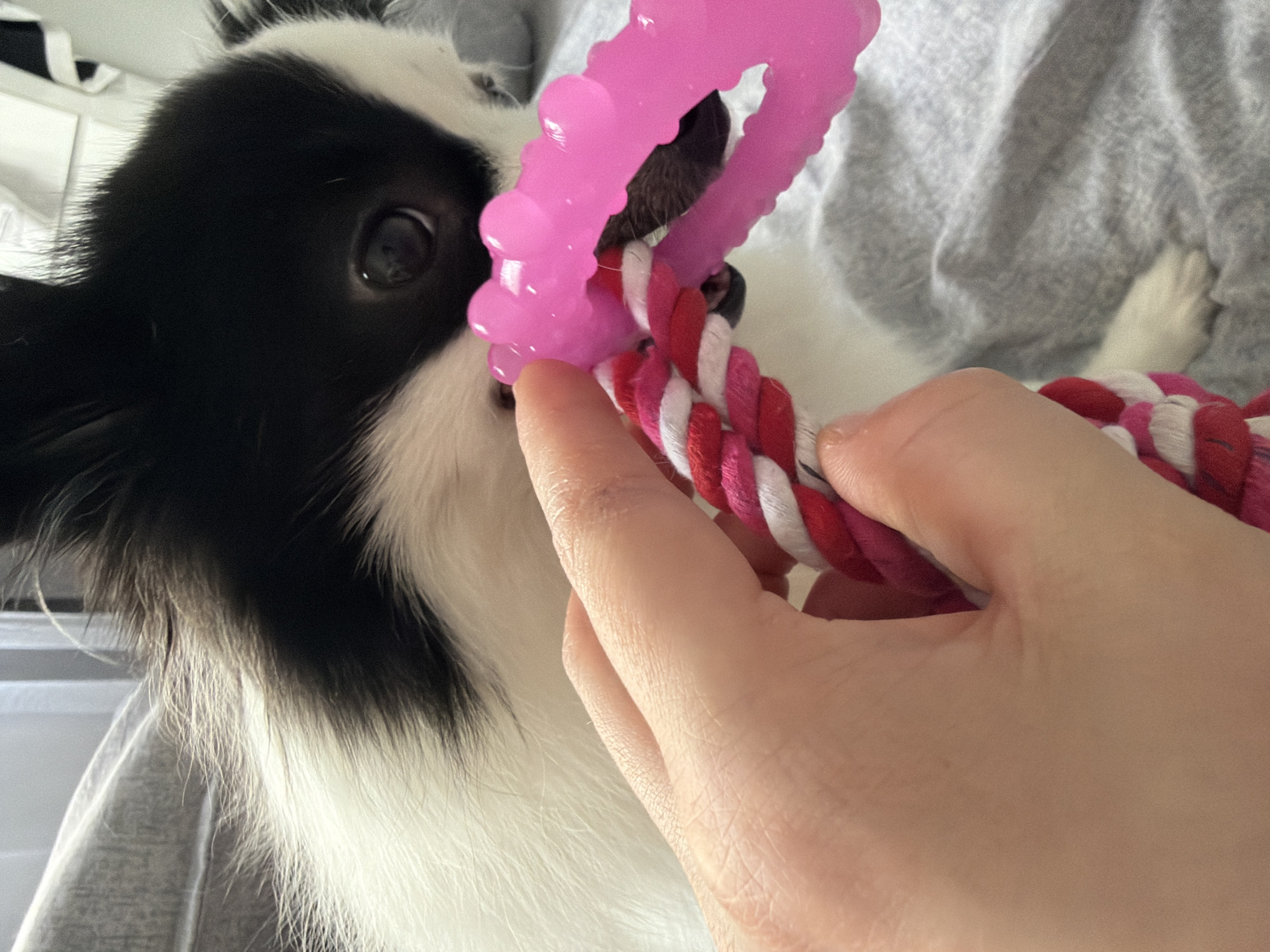 Dog plays with toy in Stara Zagora apartment