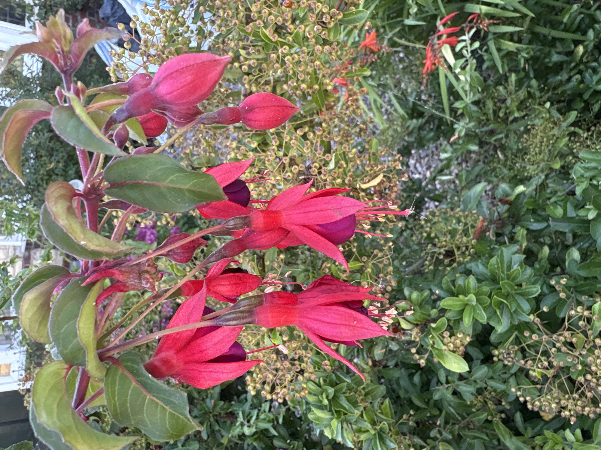 Chelmsford garden in full summer bloom, July 2026