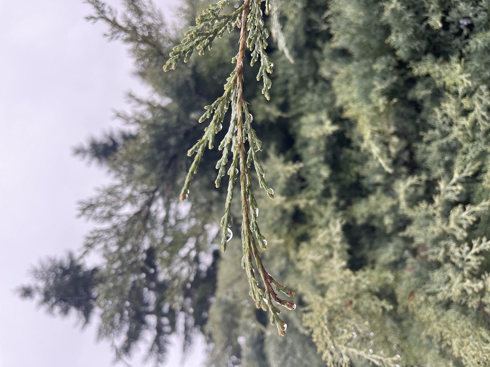 Morning dew clings to coniferous tree branch in Varna