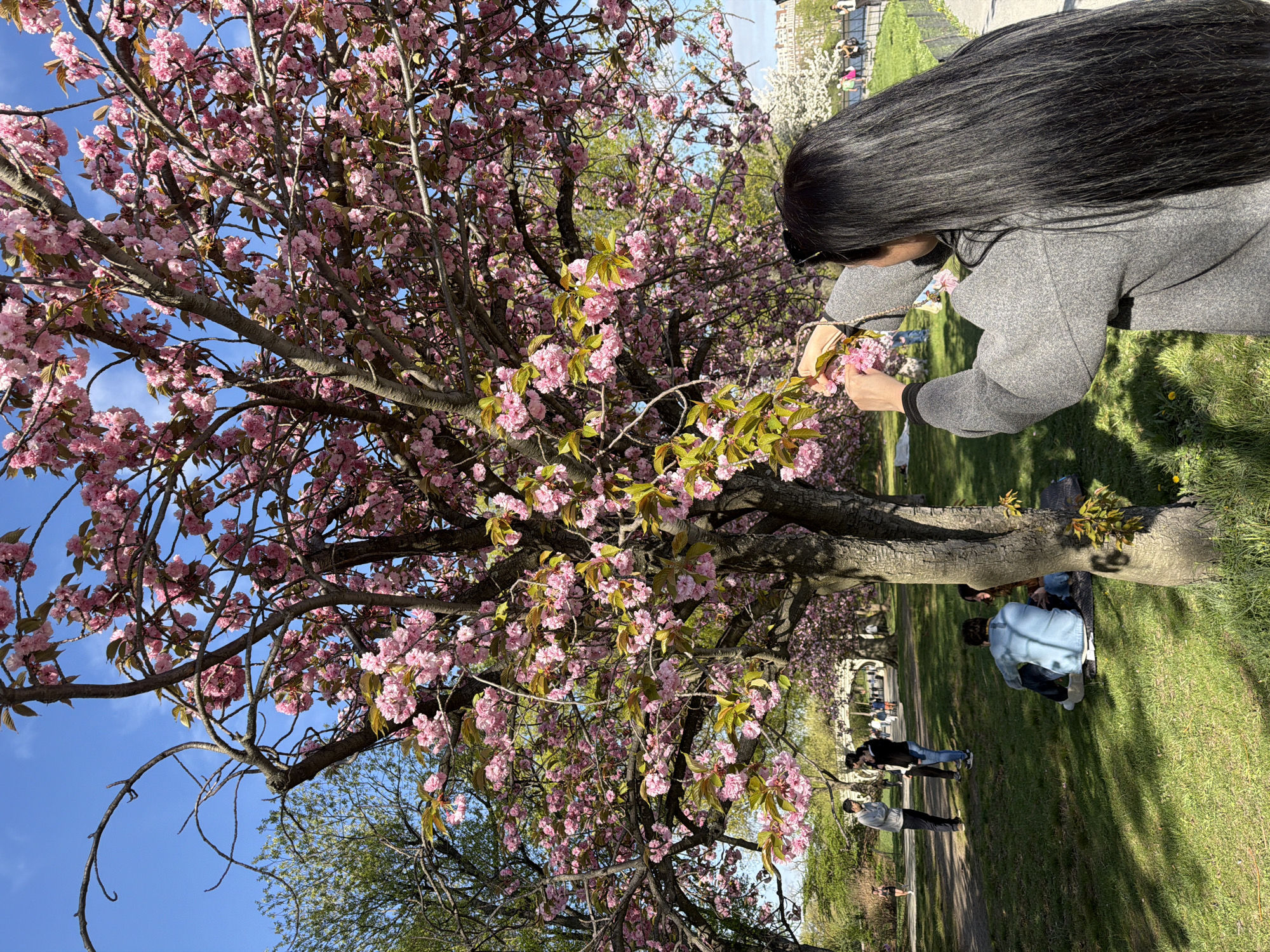 Person picks spring blossoms near Central Park water