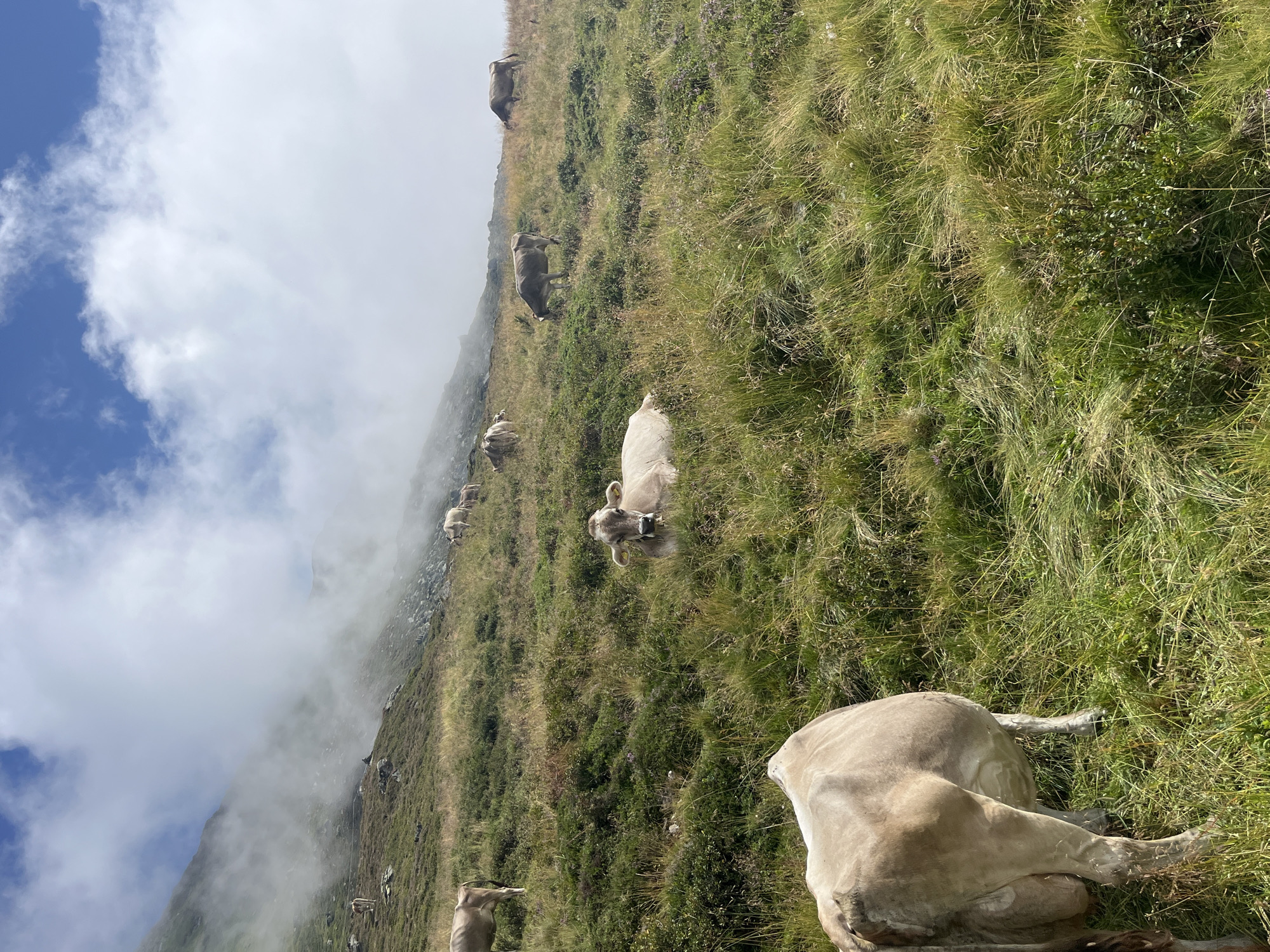 Cattle grazing on a sunny Alpine hillside near Hippach