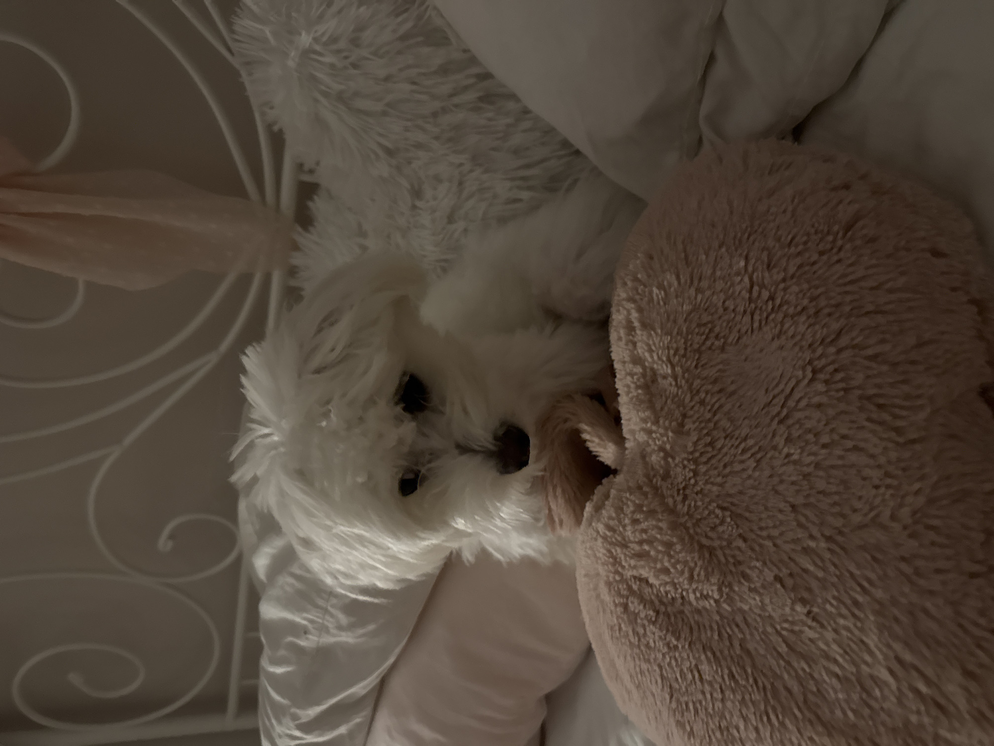 Small white dog photographed resting on bed in Bulgaria