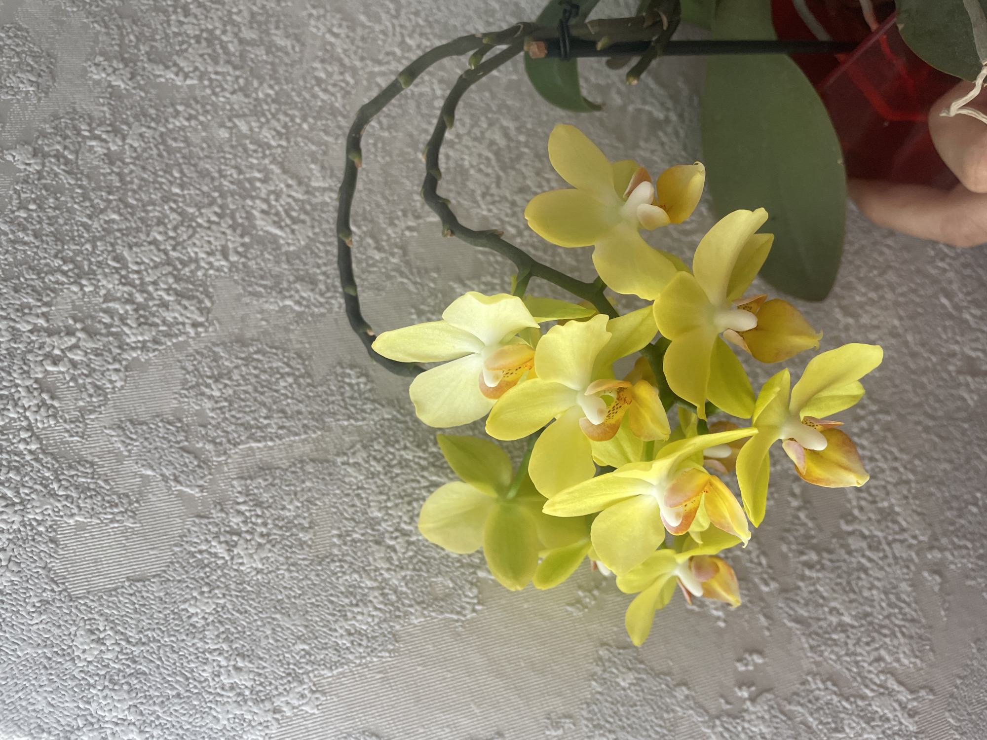 Domestic moments captured in Brest home over 40 minutes