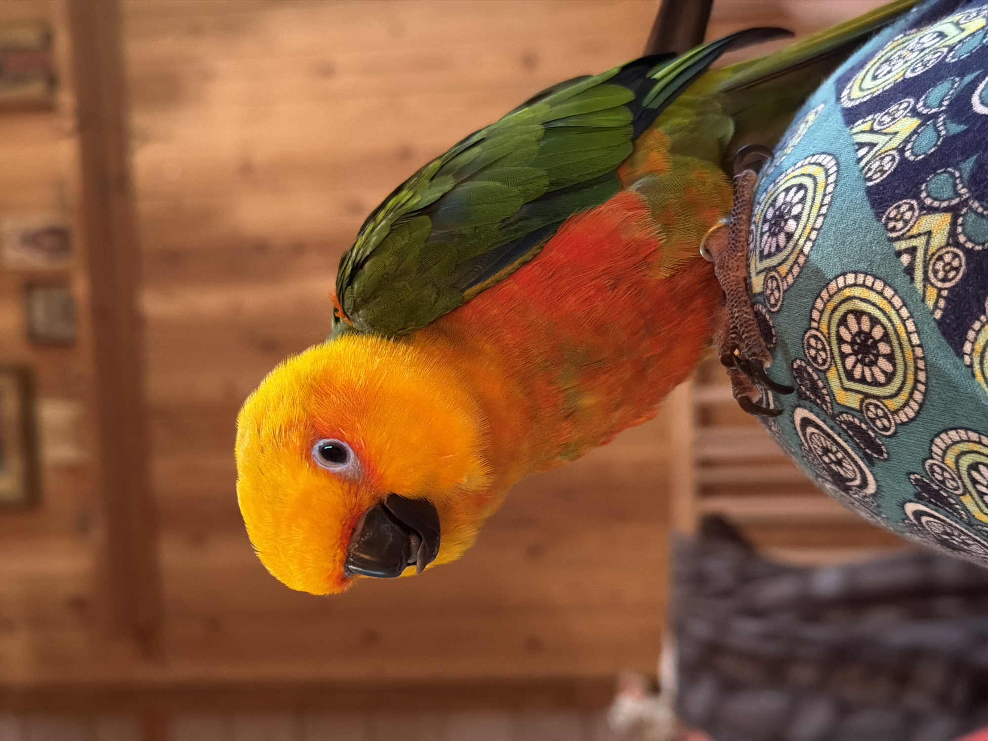 Vibrant Sun Conure perched on a patterned shoulder in Udelnaya