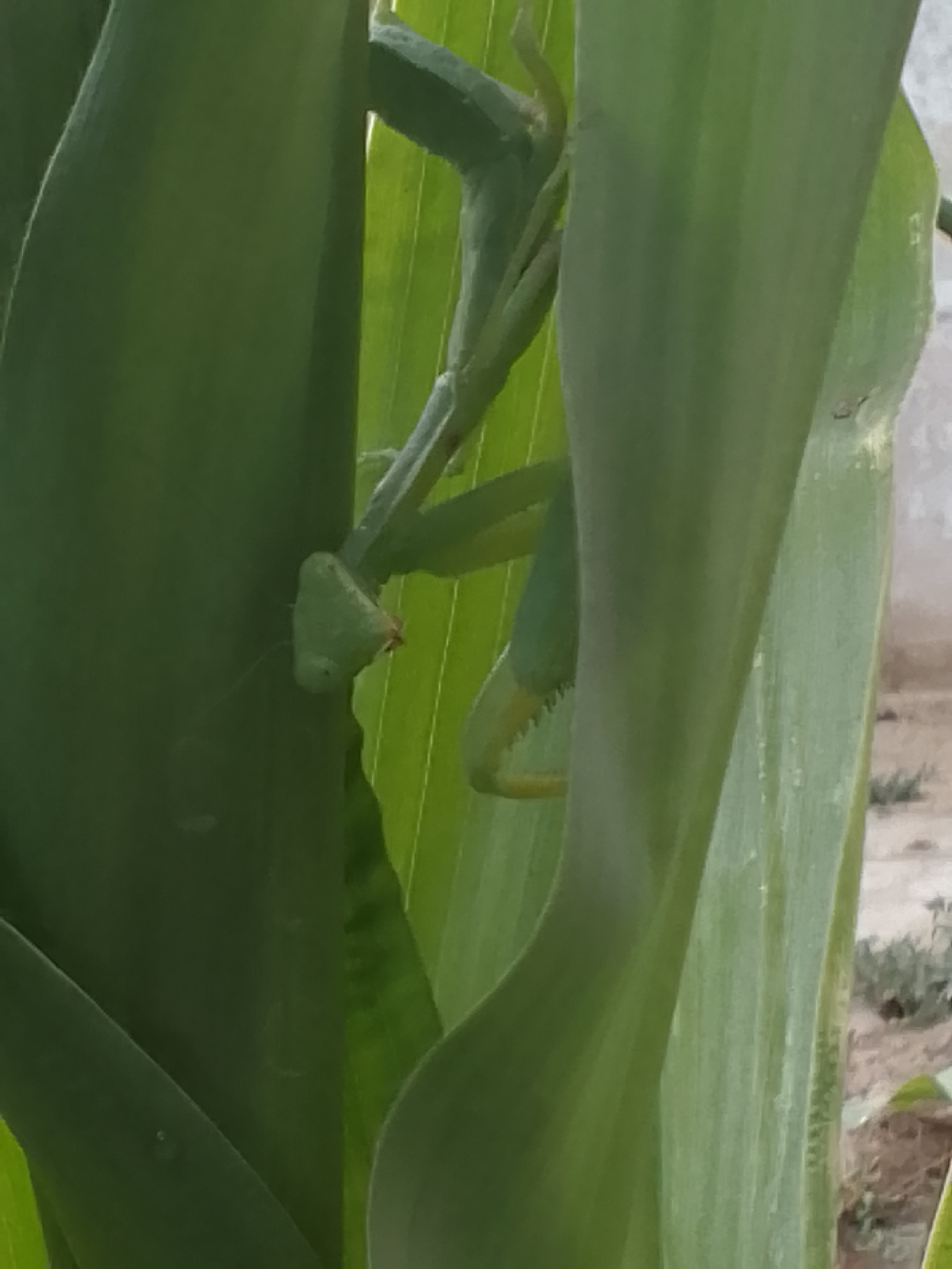 Cats lounging and mantises hiding in corn leaves