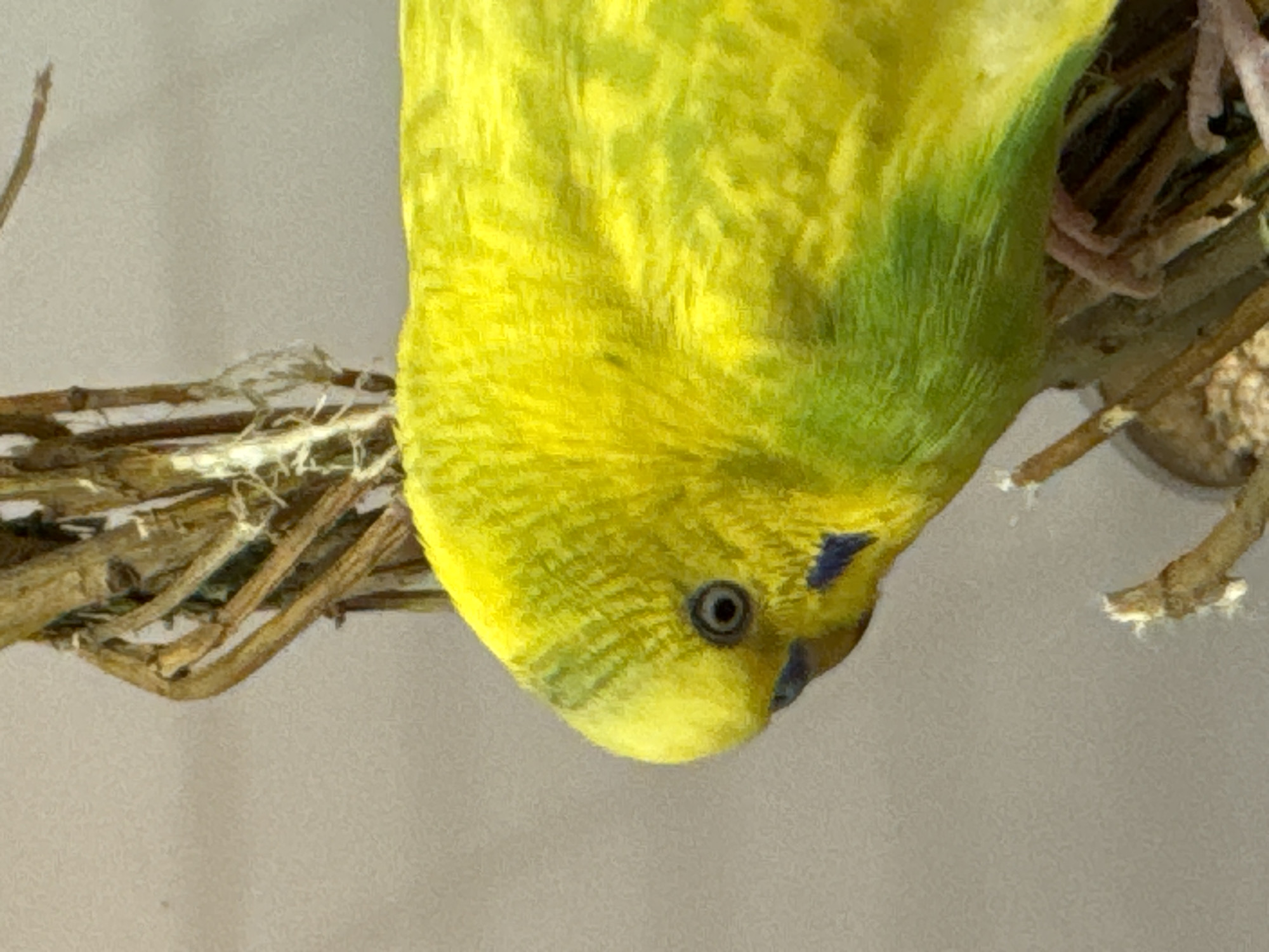 Close-up pet portrait collection featuring guinea pigs, budgies, and Shih Tzu
