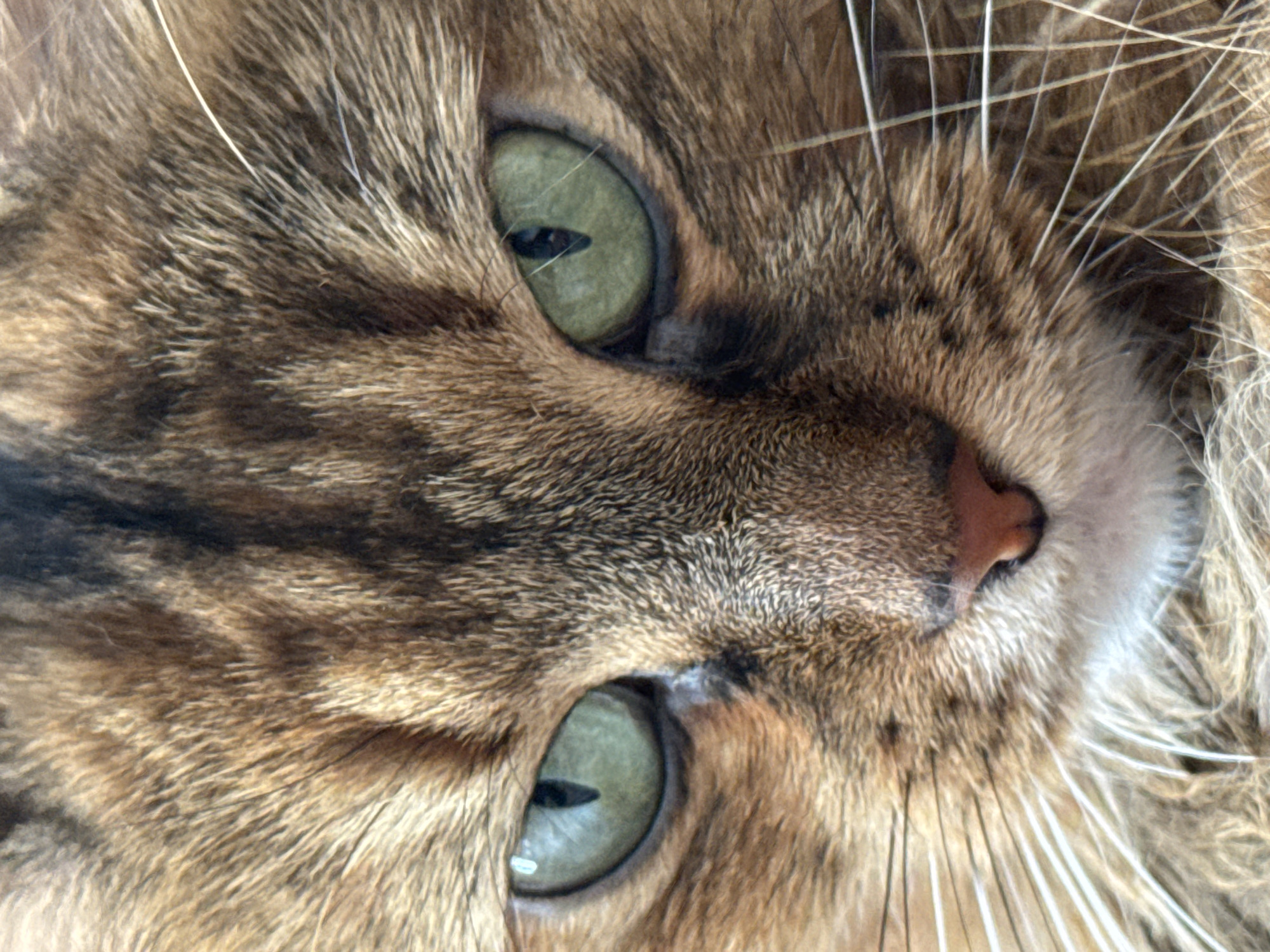 Green-eyed tabby cat up close in Nikolskoye