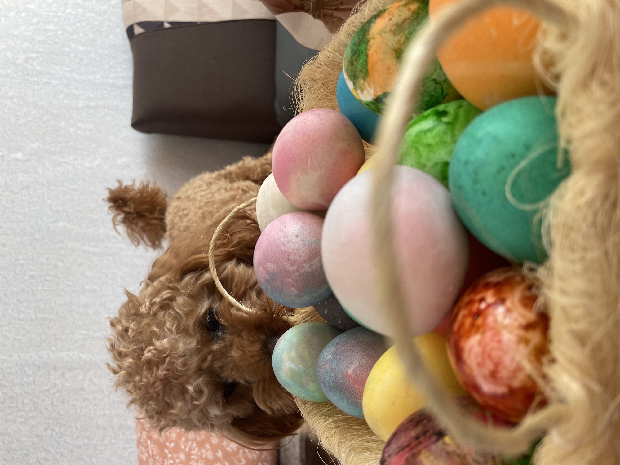 Curious poodle investigates colorful Easter eggs in Bulgarian town