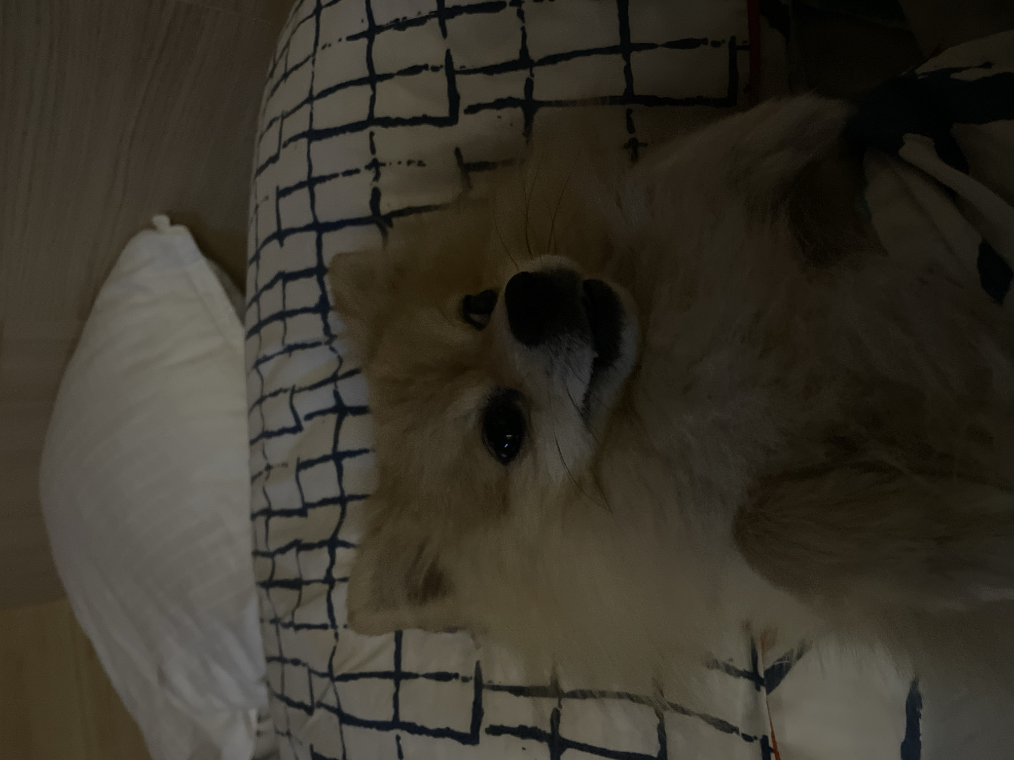 Fluffy dog relaxes upside down on bed in Plovdiv