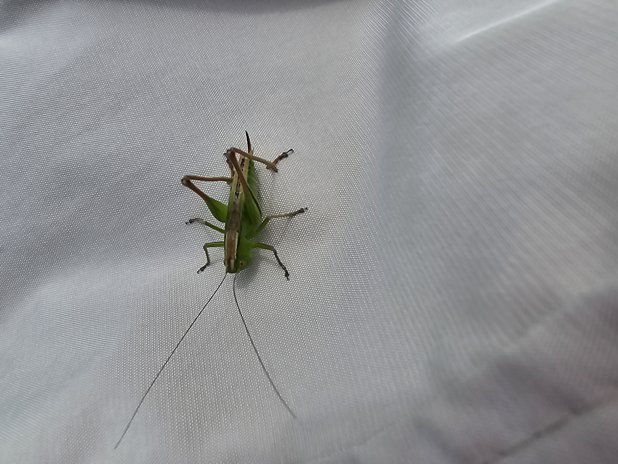 Green grasshopper rests on white fabric surface in Russia