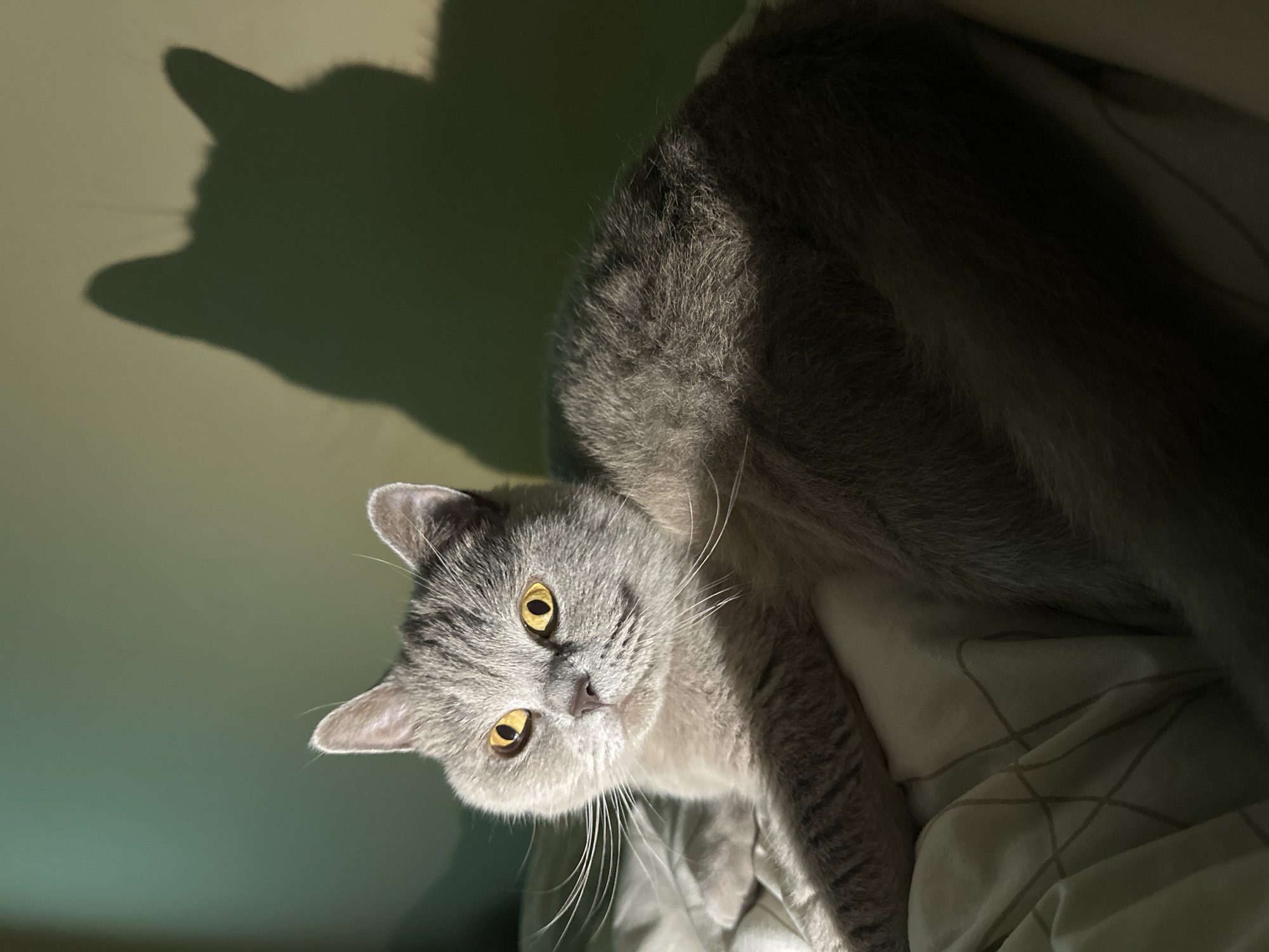 Grey cat enjoys quiet evening on bed in Ternopil