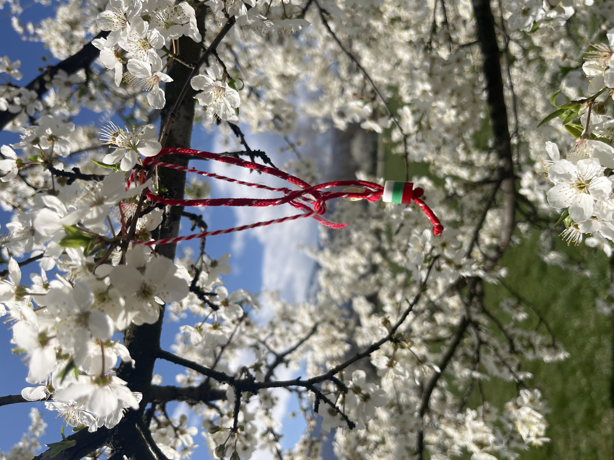Bulgarian martenitsa adorns blossoming tree branch in Sofia