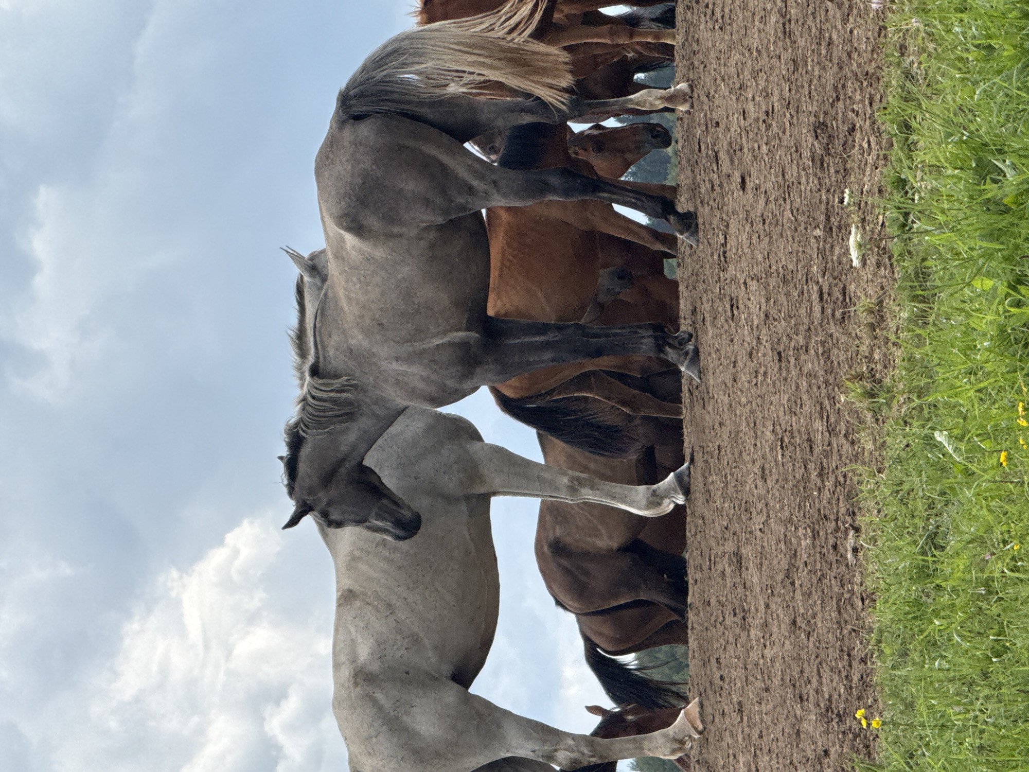 Horses grazing on a muddy field in rural Lithuania
